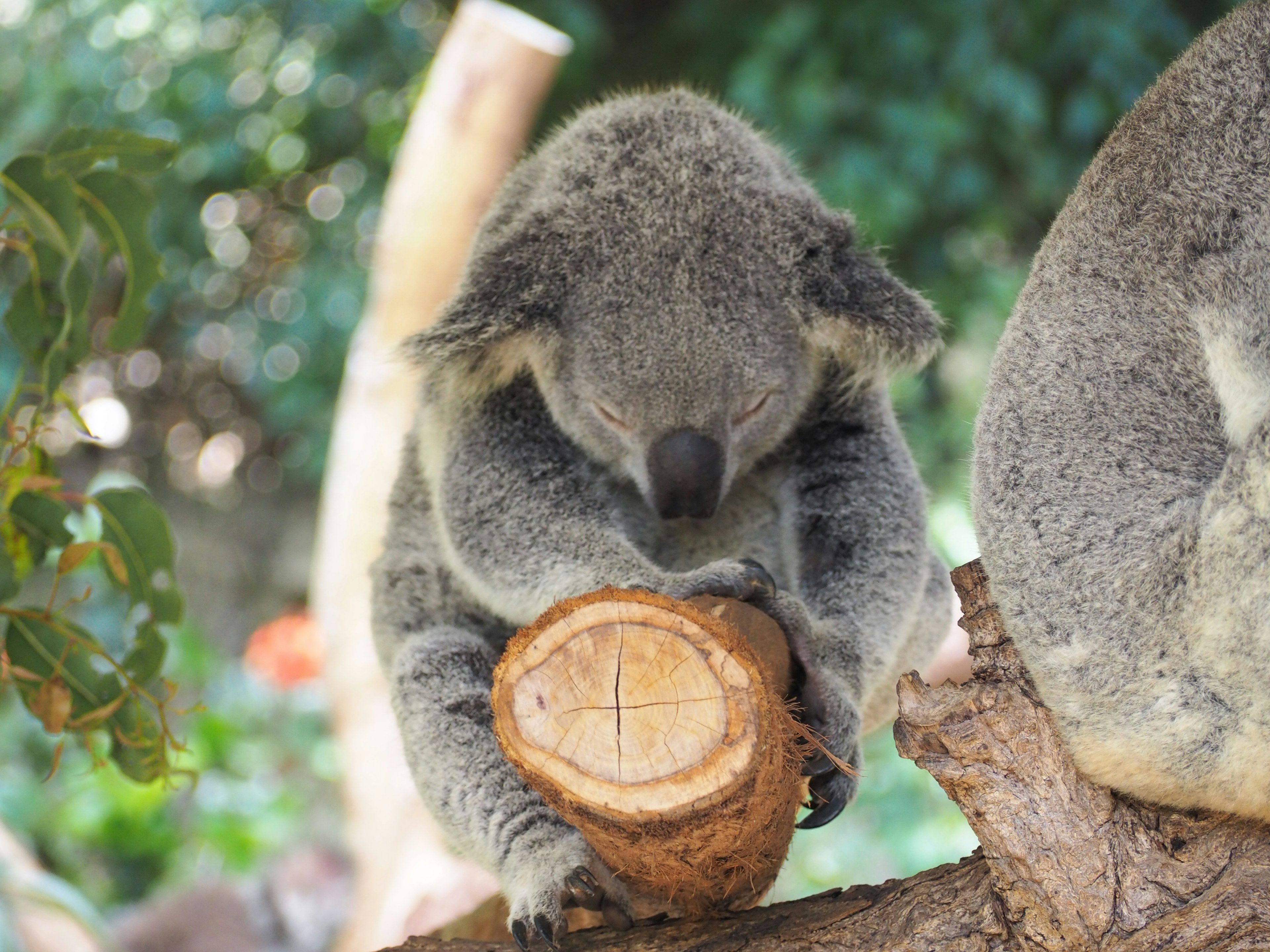 A koala holding a log while sitting on a branch in a green background