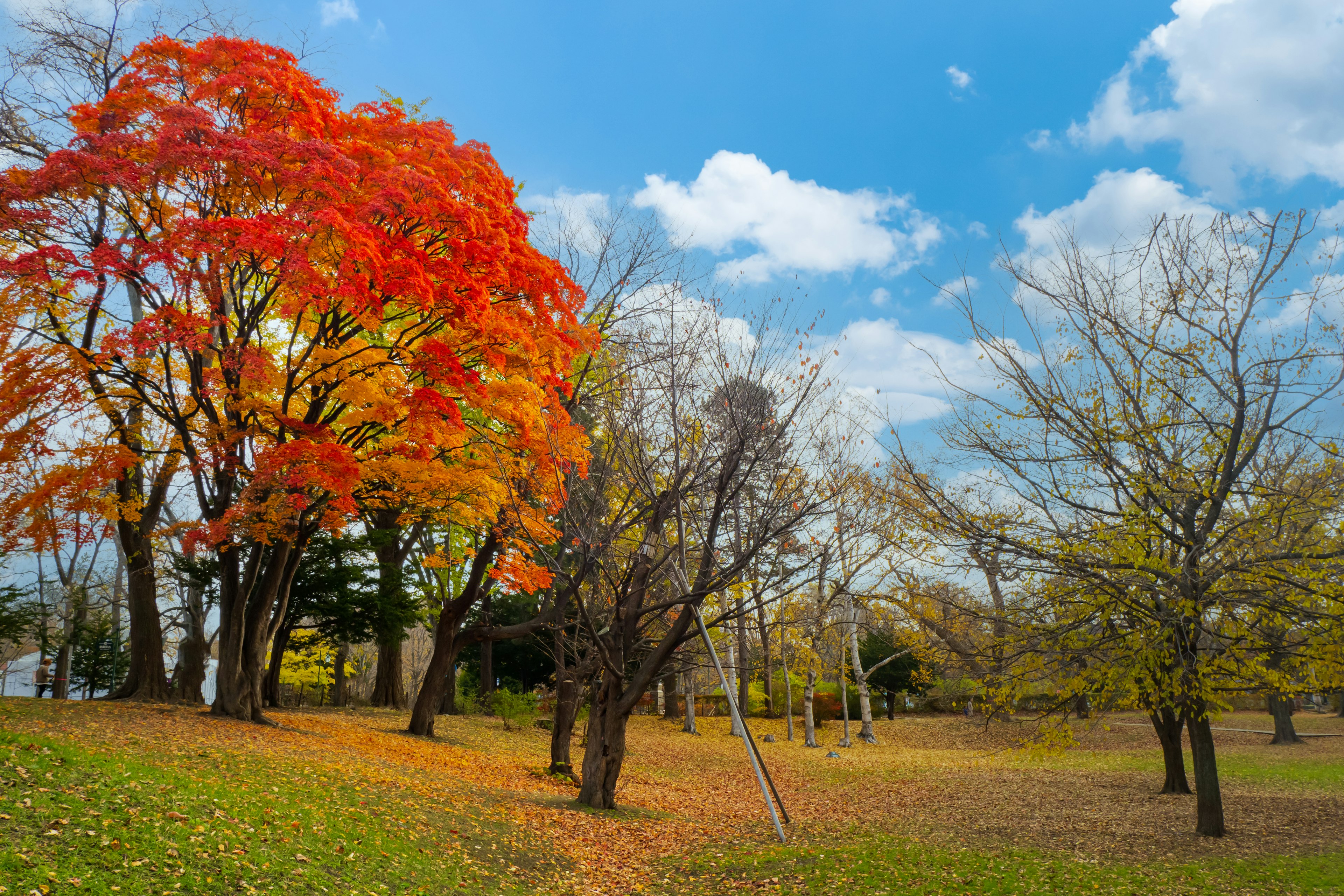 Paysage de parc d'automne avec un arbre aux feuilles rouges vives