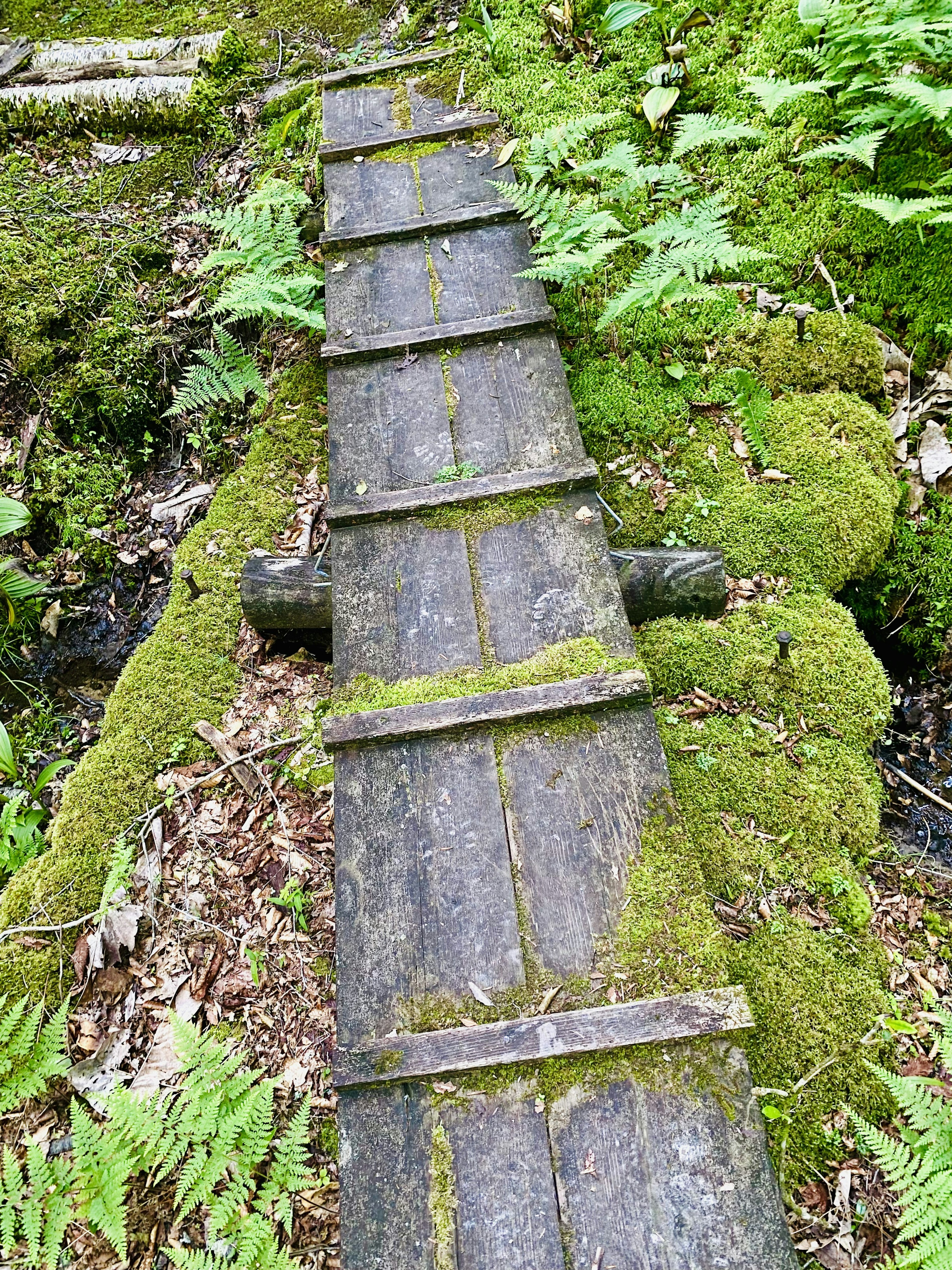 Ponte in legno ricoperto di muschio in una foresta