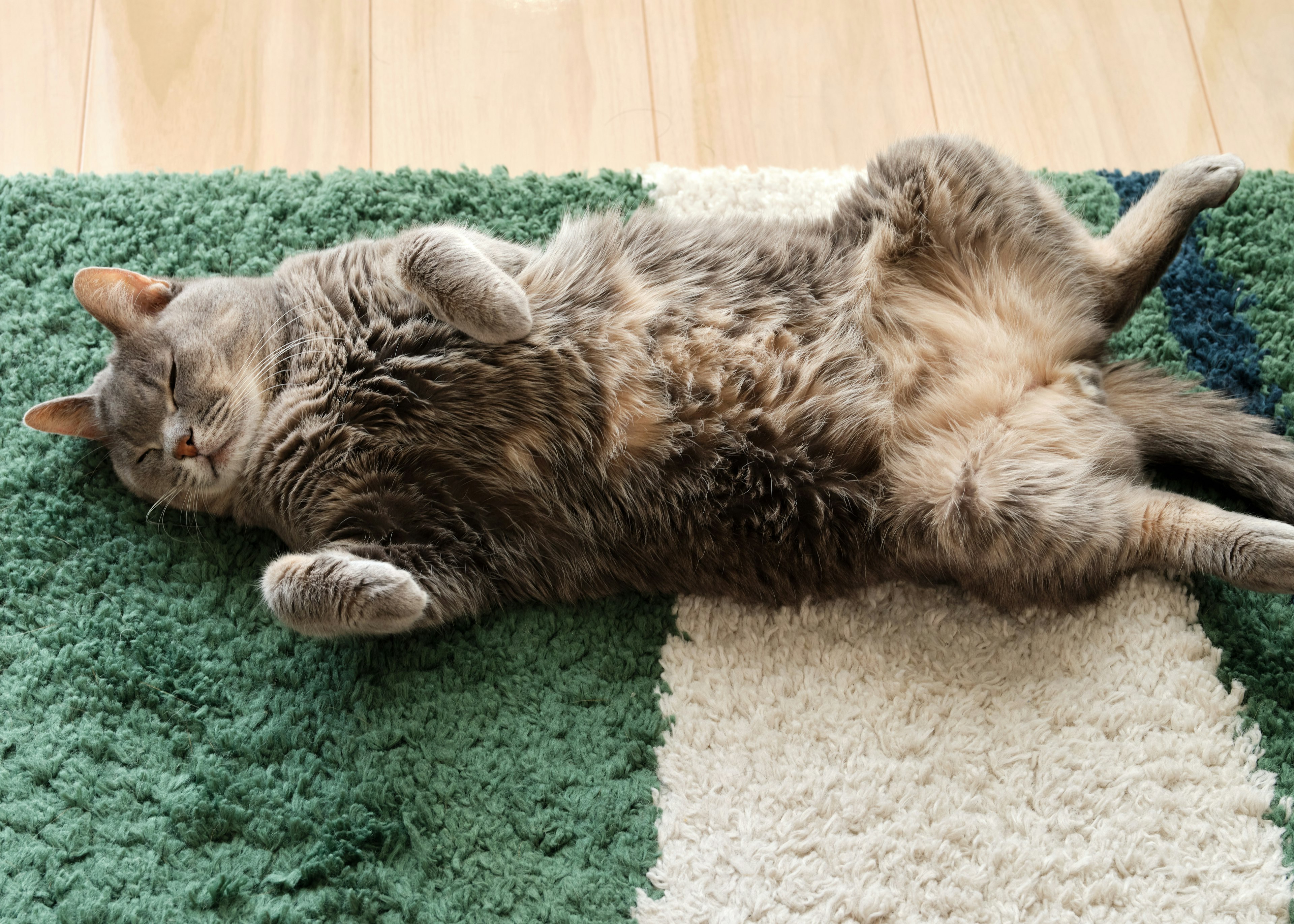 Un gatto grigio sdraiato sulla schiena che si rilassa su un tappeto verde