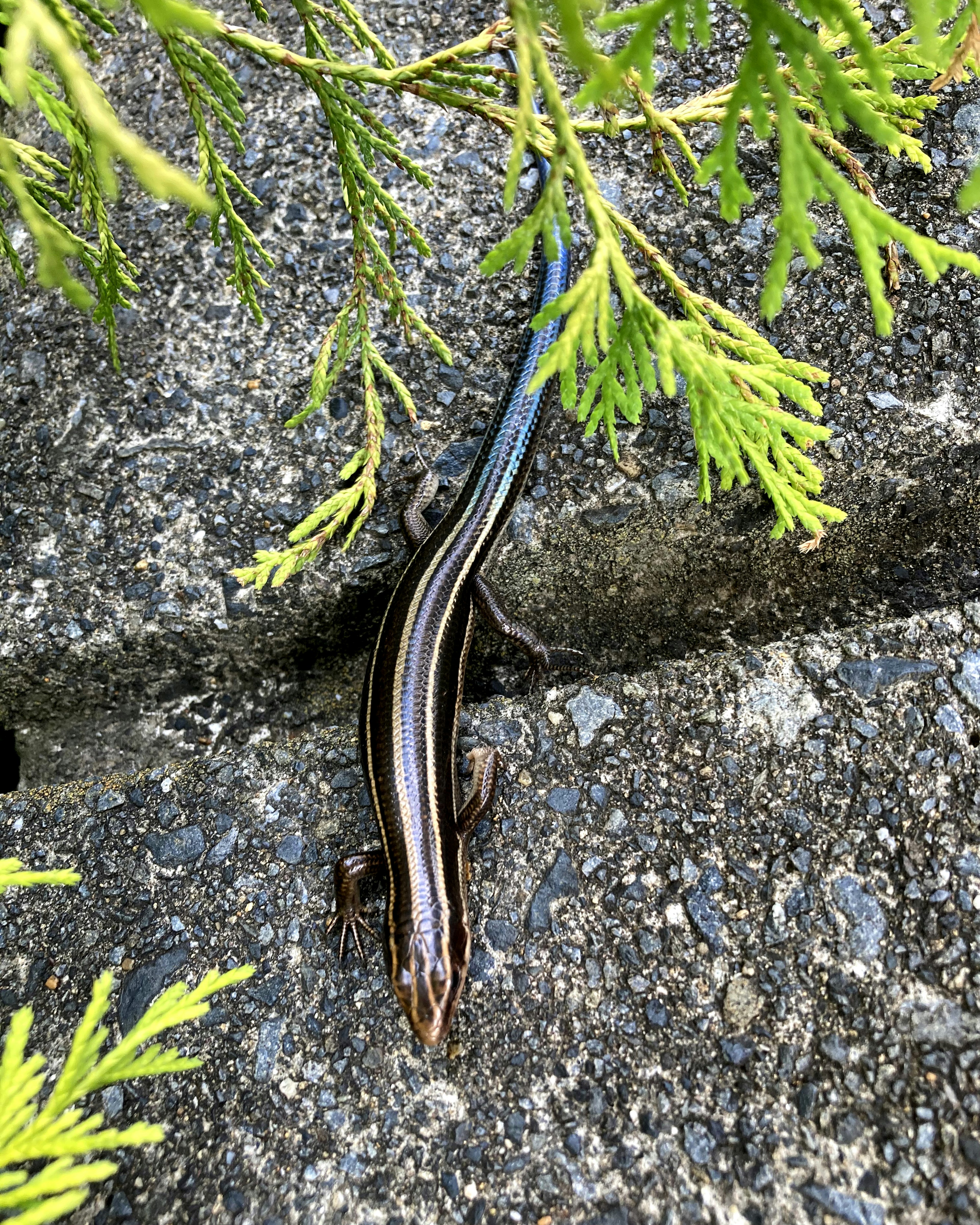 A brown lizard with blue stripes resting on a stone surface