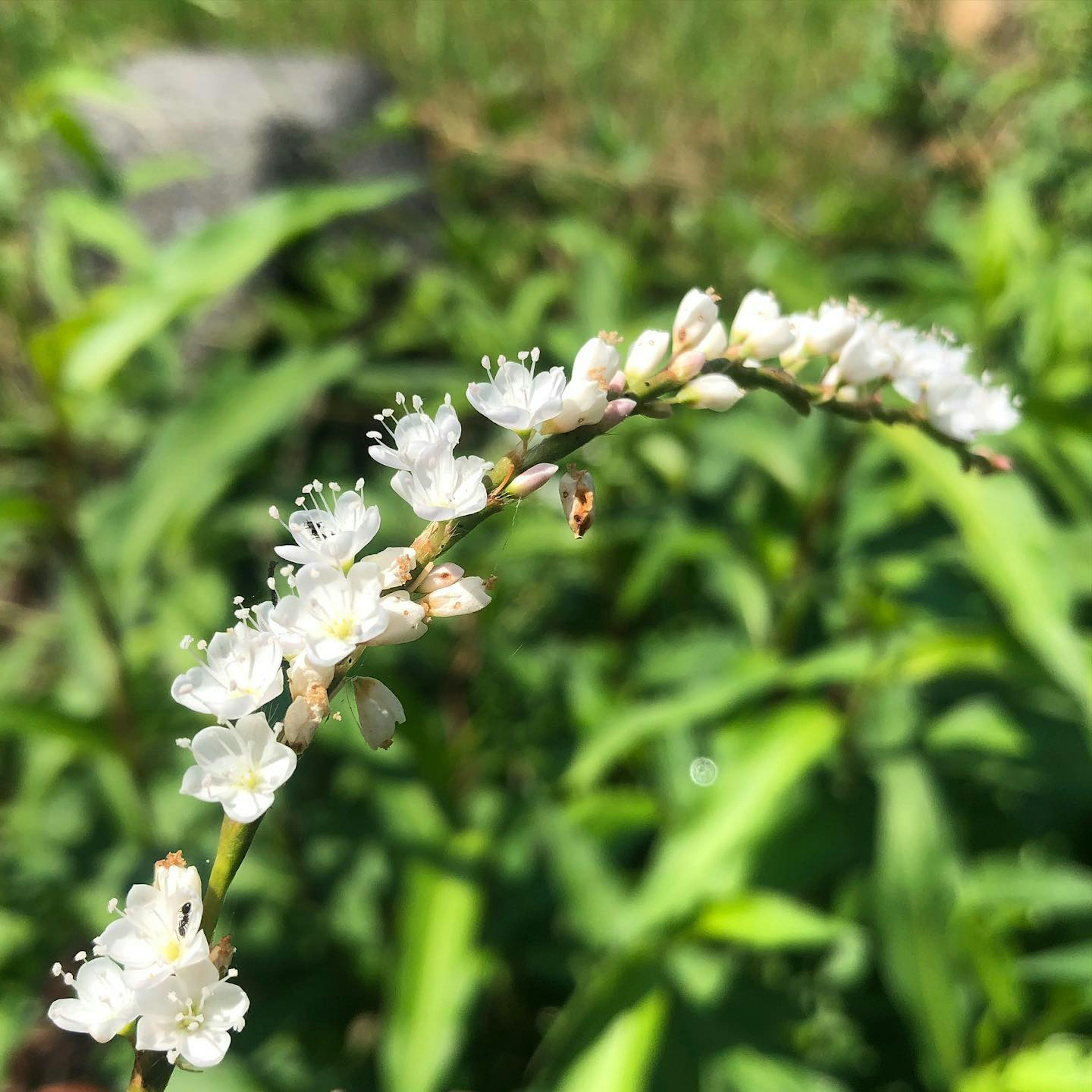 Foto einer Pflanze mit weißen Blumen, umgeben von grünen Blättern