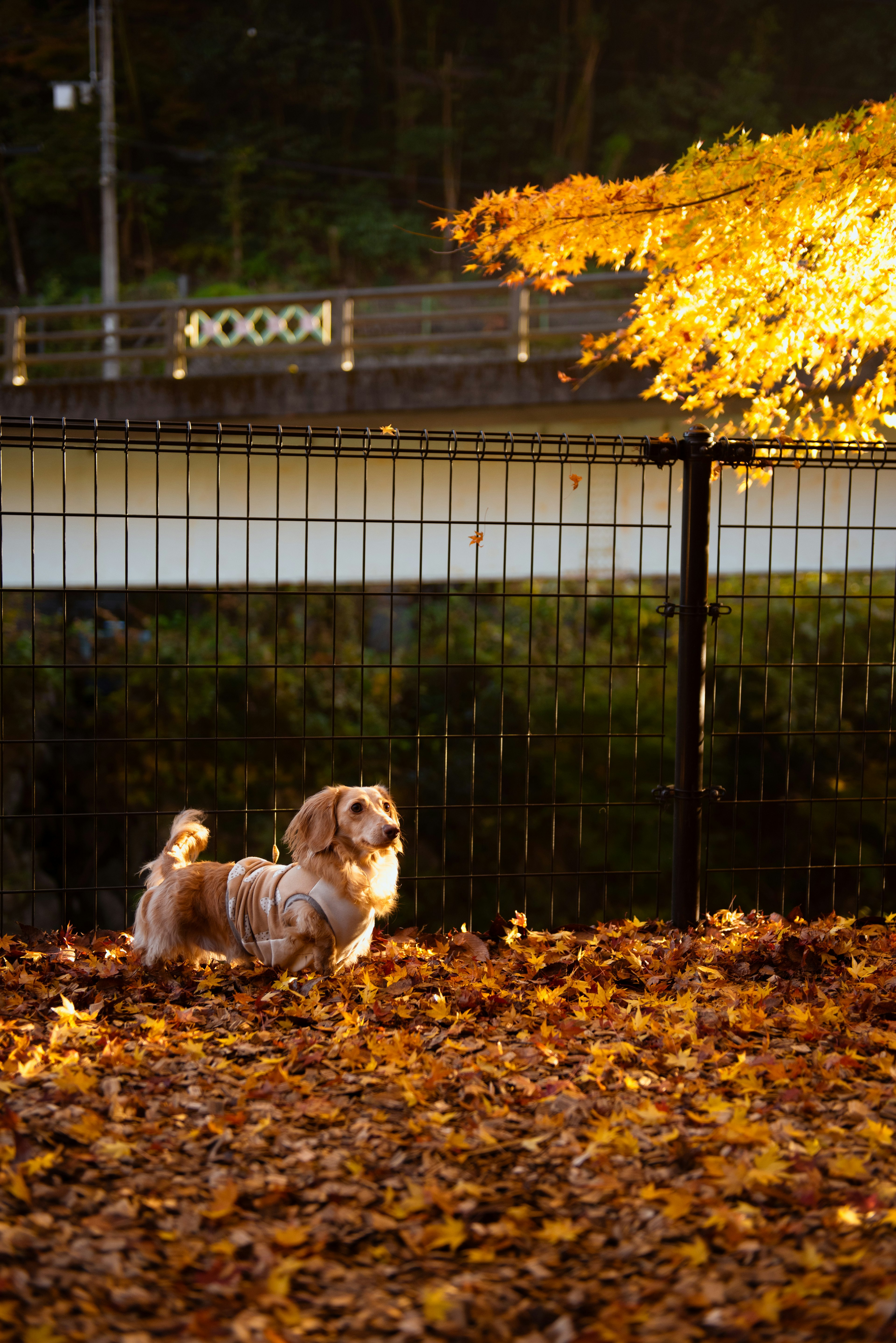 Ein Hund, der zwischen Herbstblättern in einem Park steht, mit einer Brücke und einem Baum im Hintergrund