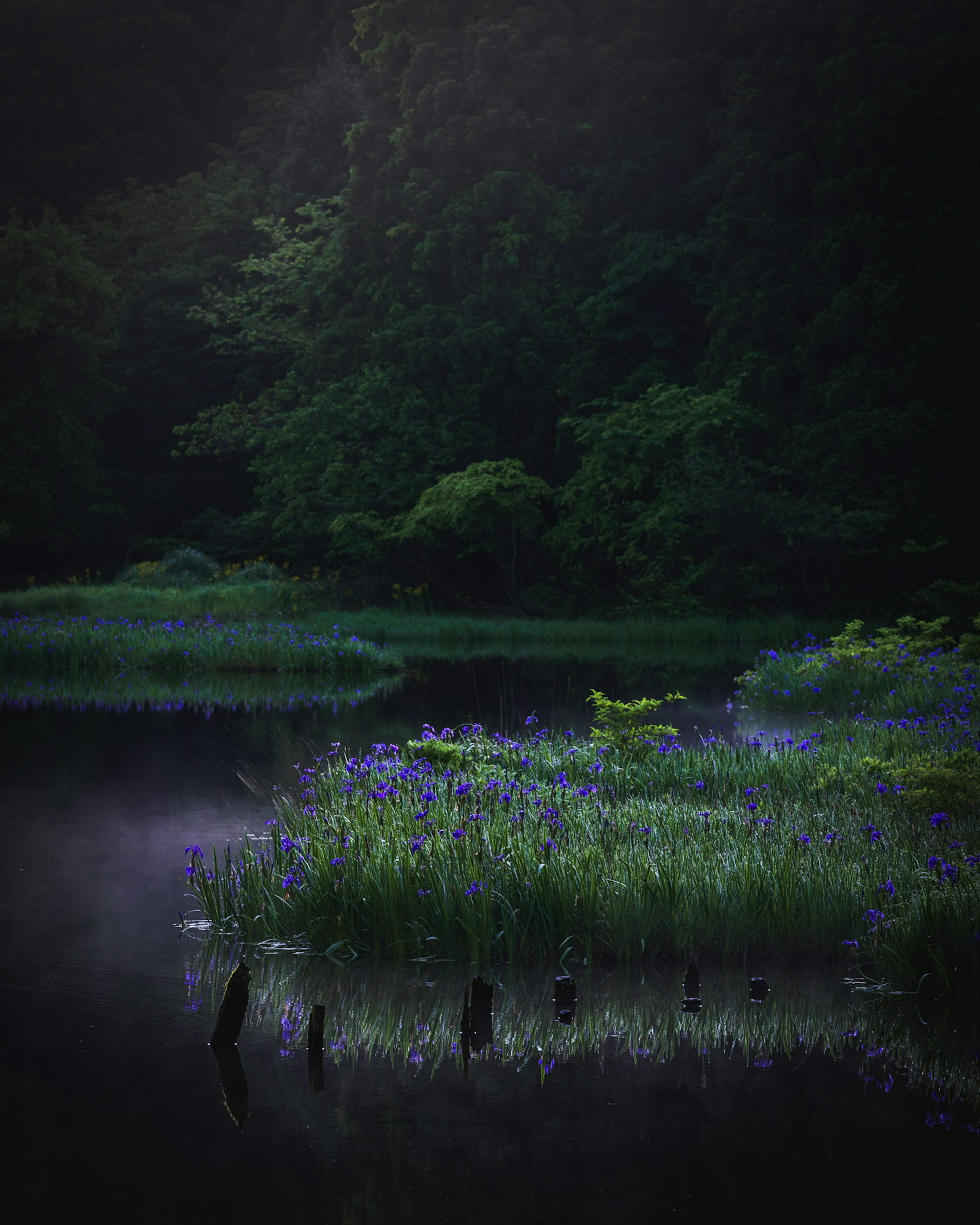 静かな湖のほとりに咲く青い花と緑の植物が映る風景