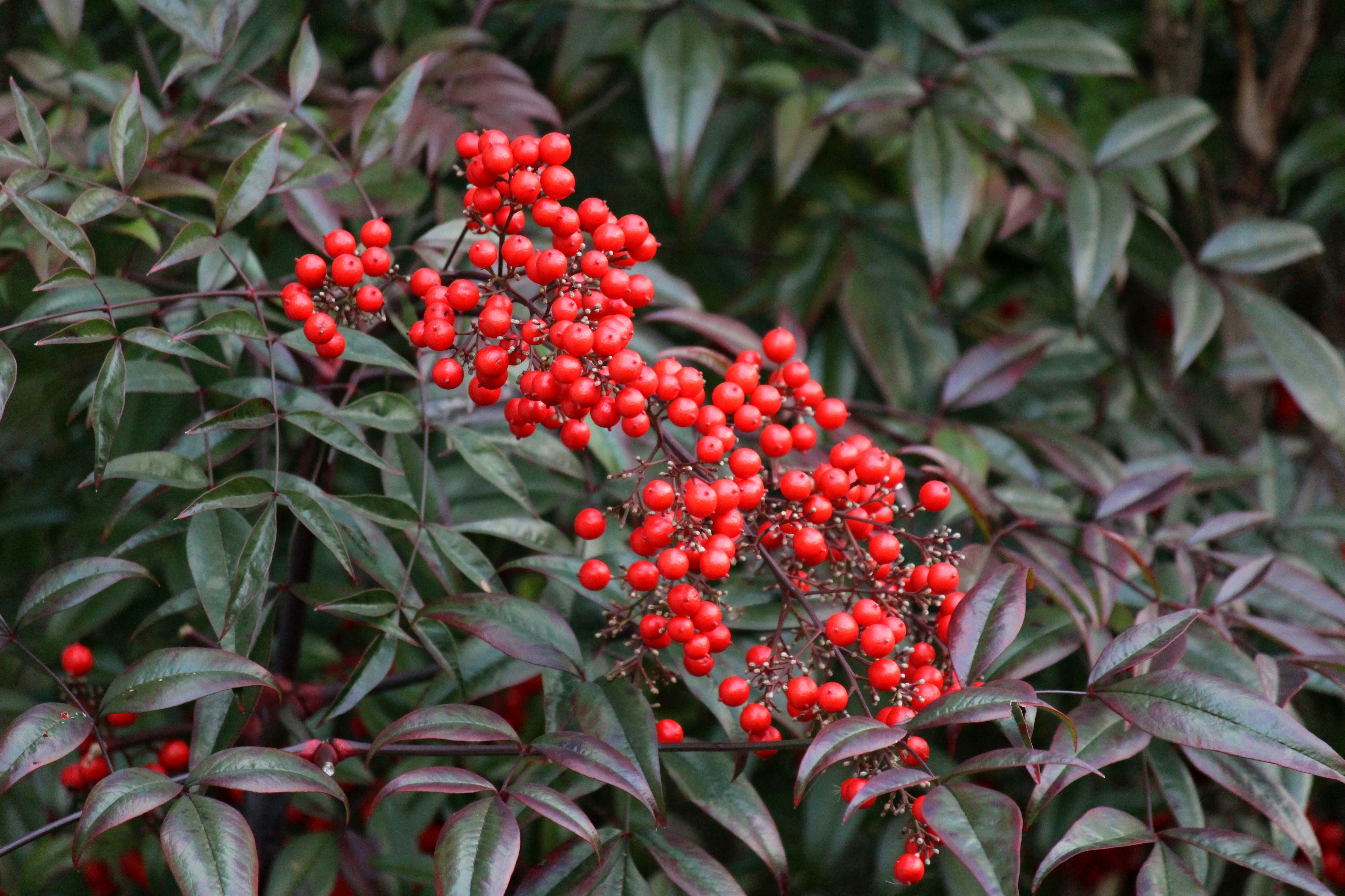 A cluster of bright red berries amidst dark green leaves