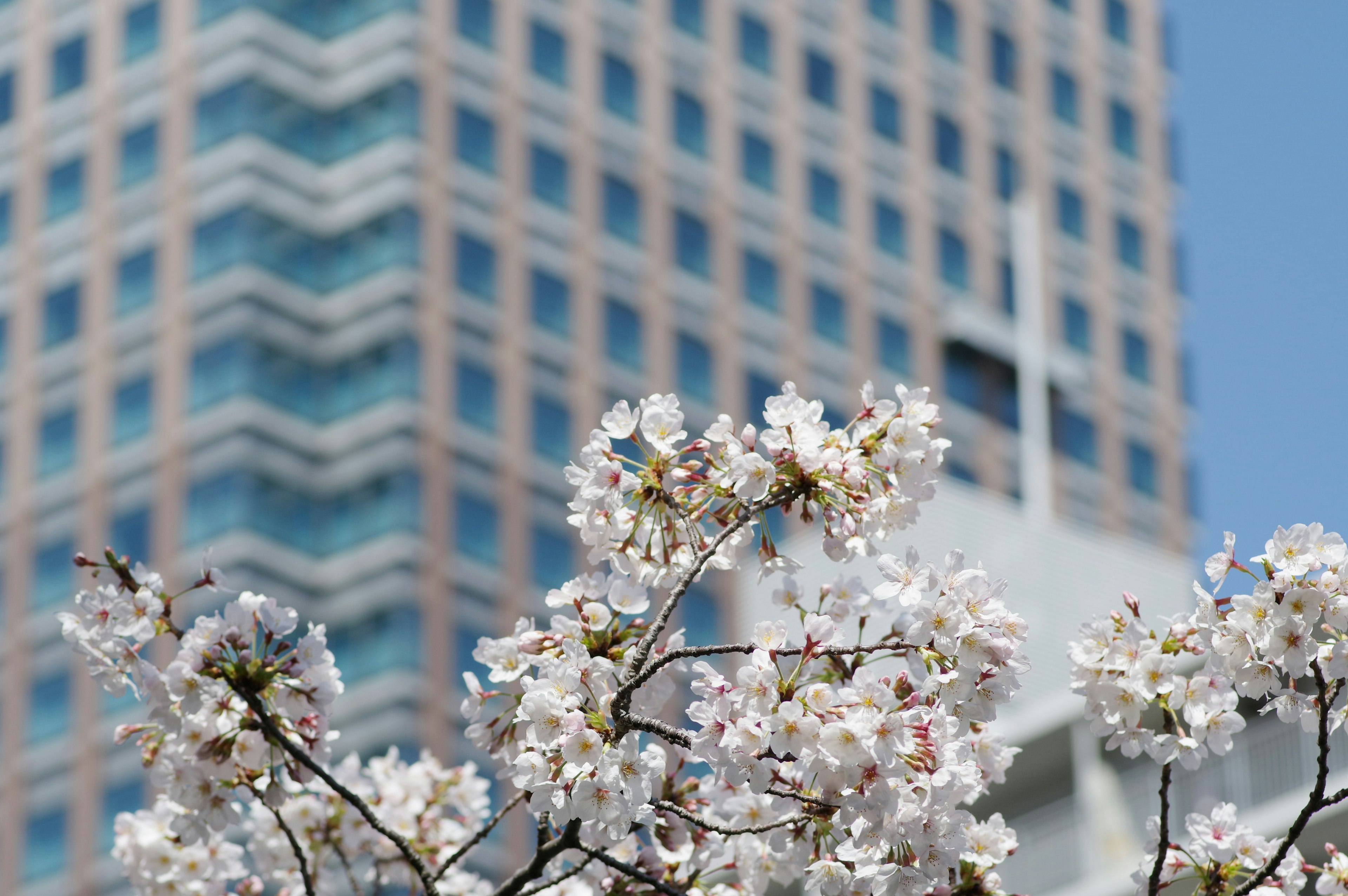 Image de cerisiers en fleurs avec un gratte-ciel en arrière-plan