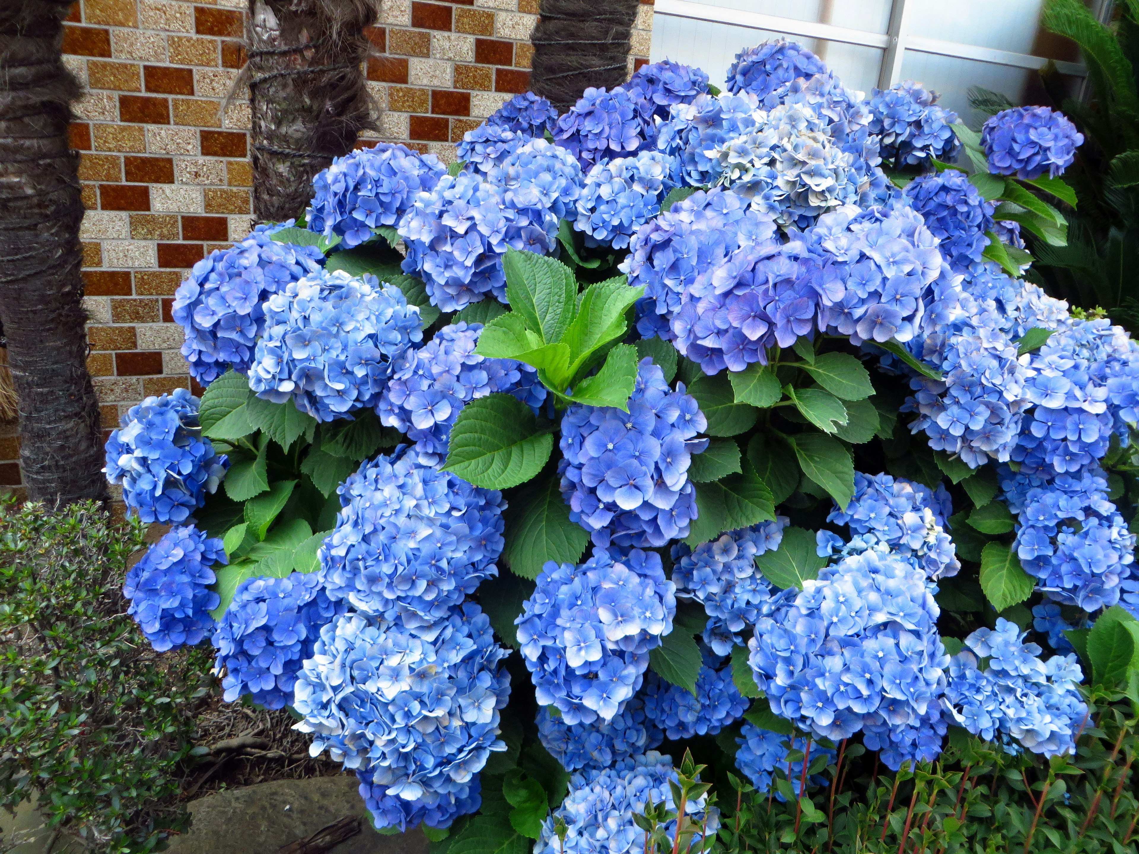 Lebendige blaue Hortensienblüten blühen in einem Garten