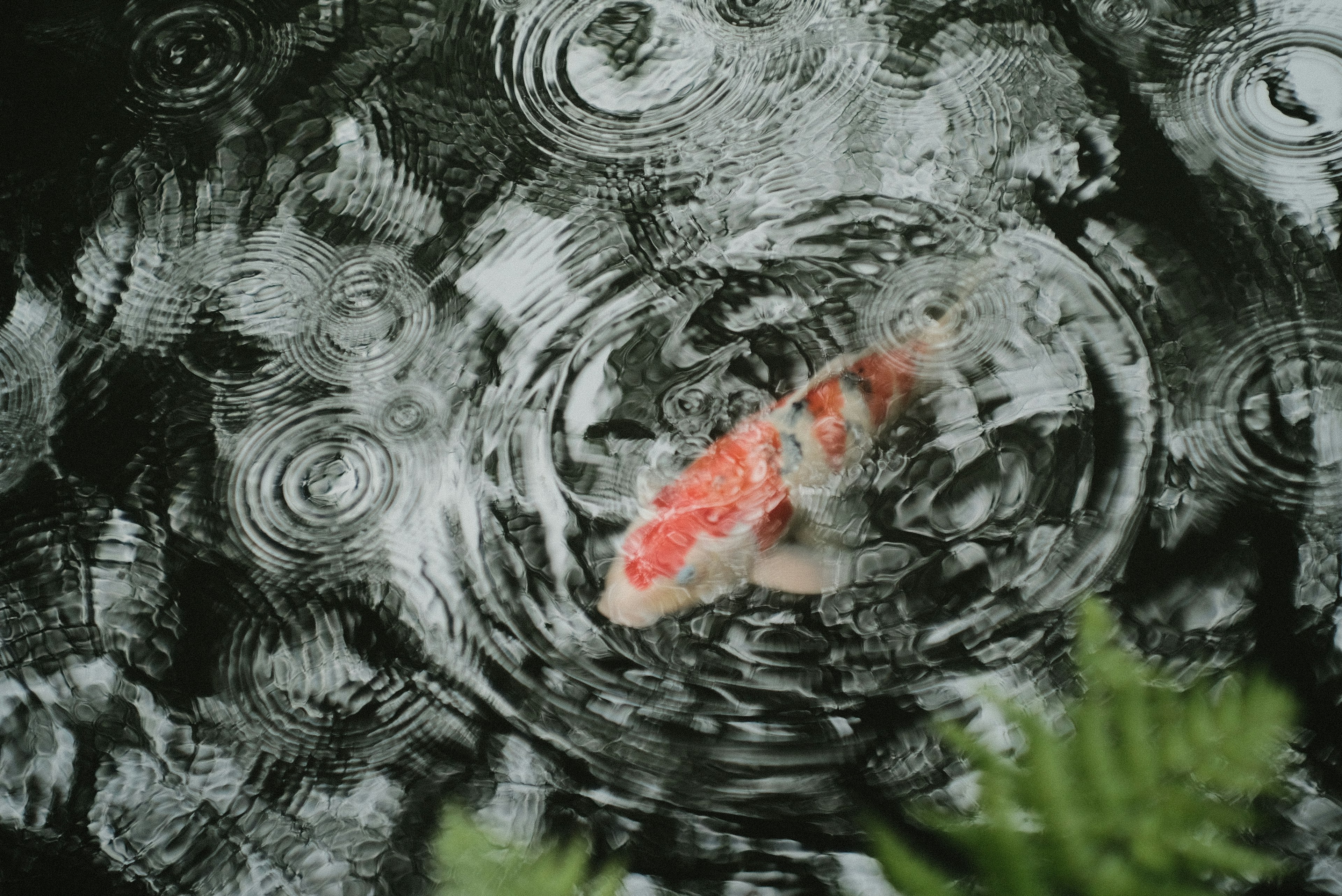 Koi-Fisch schwimmt im wellenden Wasser mit Regentropfen