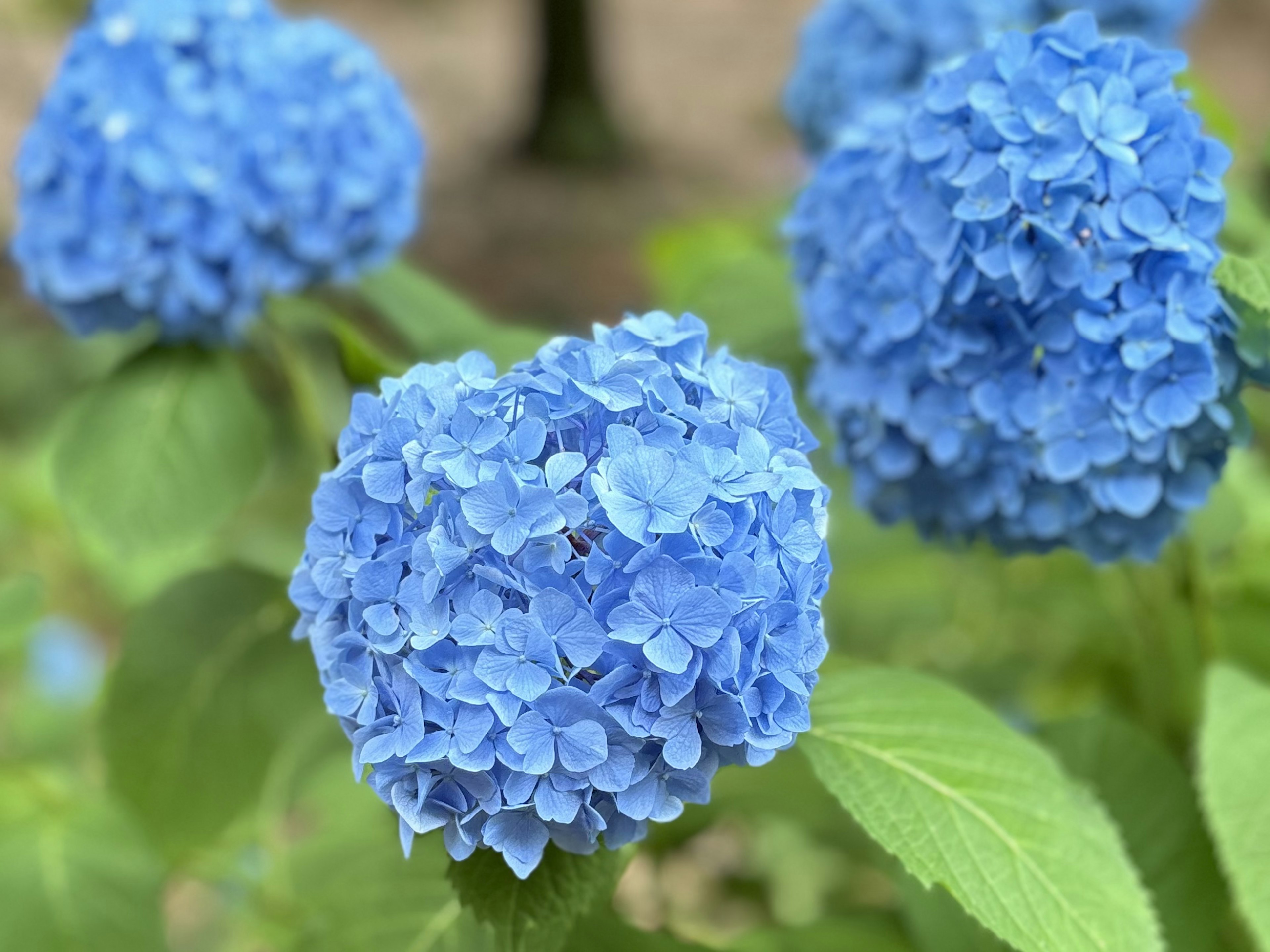 青いアジサイの花が咲いている様子