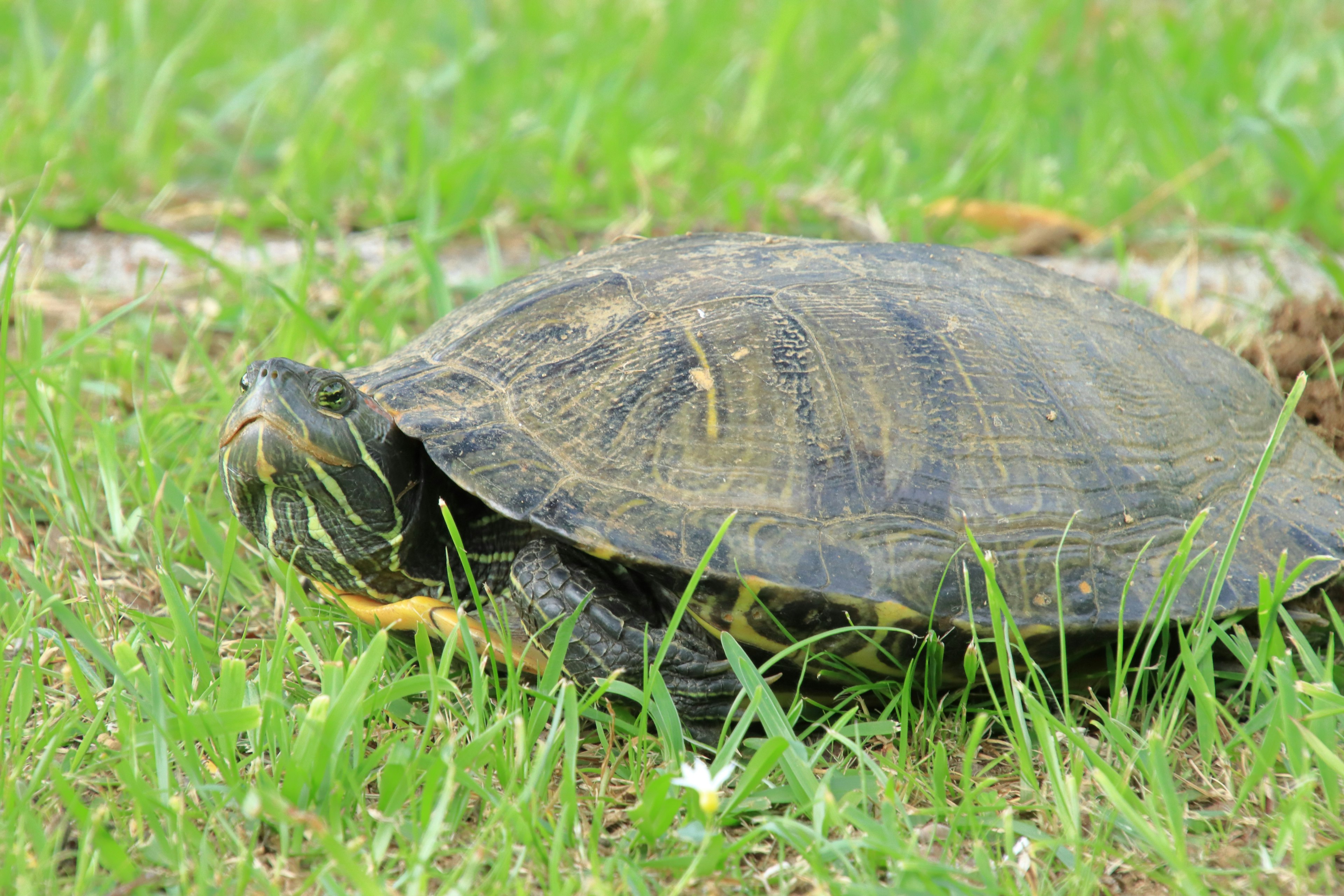 Une tortue sur de l'herbe verte