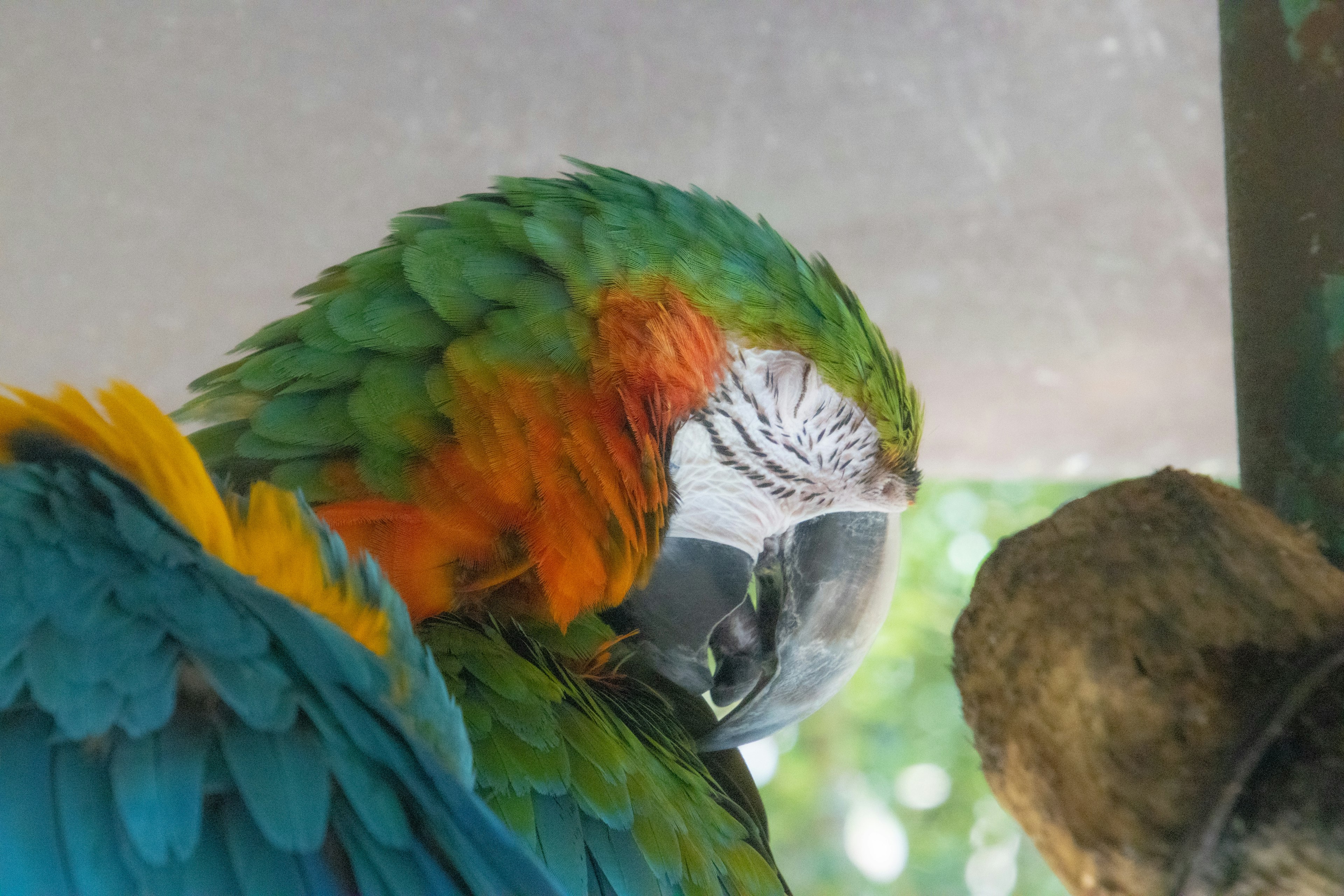 Burung beo berwarna cerah sedang memiringkan kepalanya