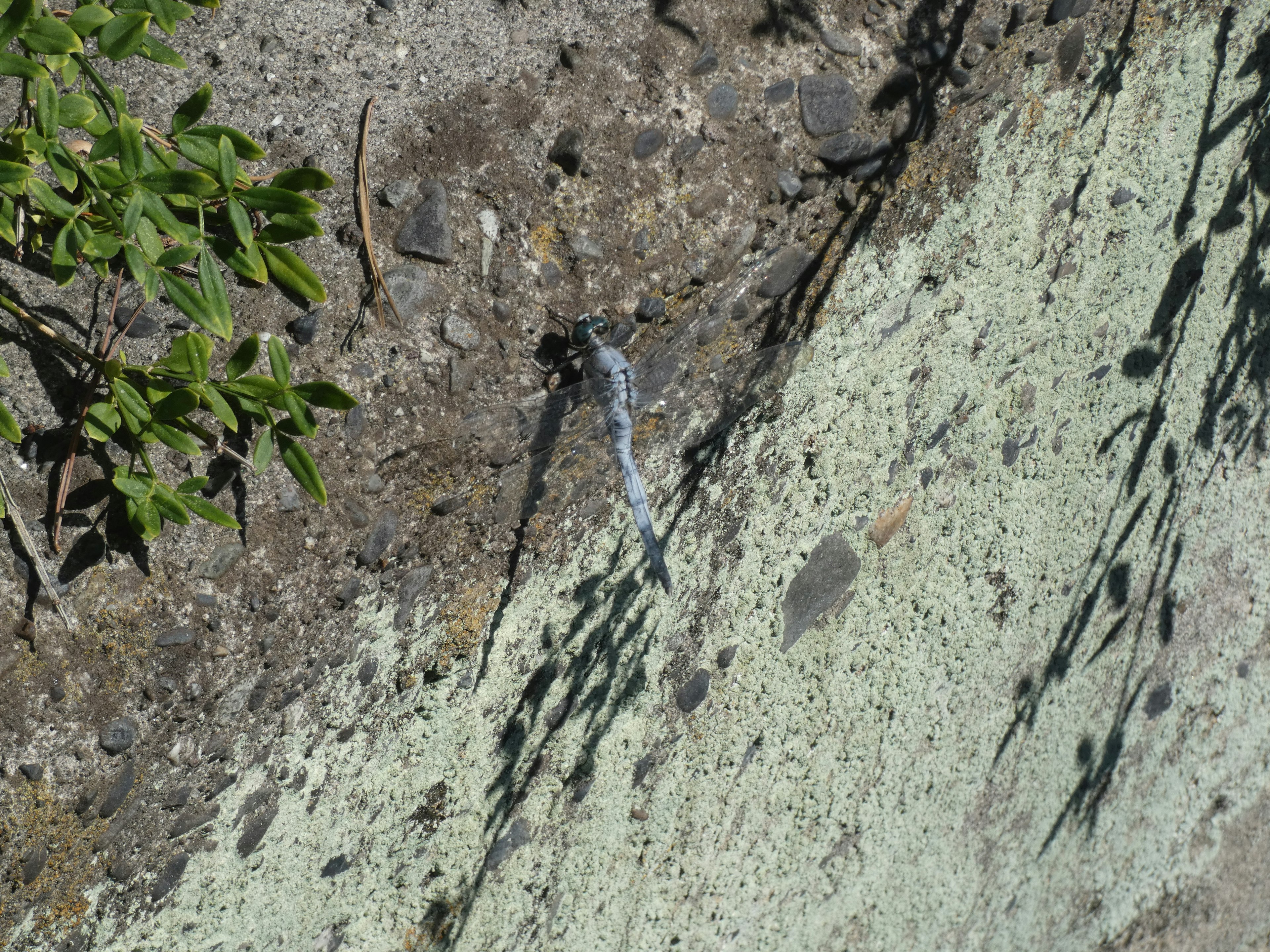 コンクリートの壁に水が流れる様子と影のある植物