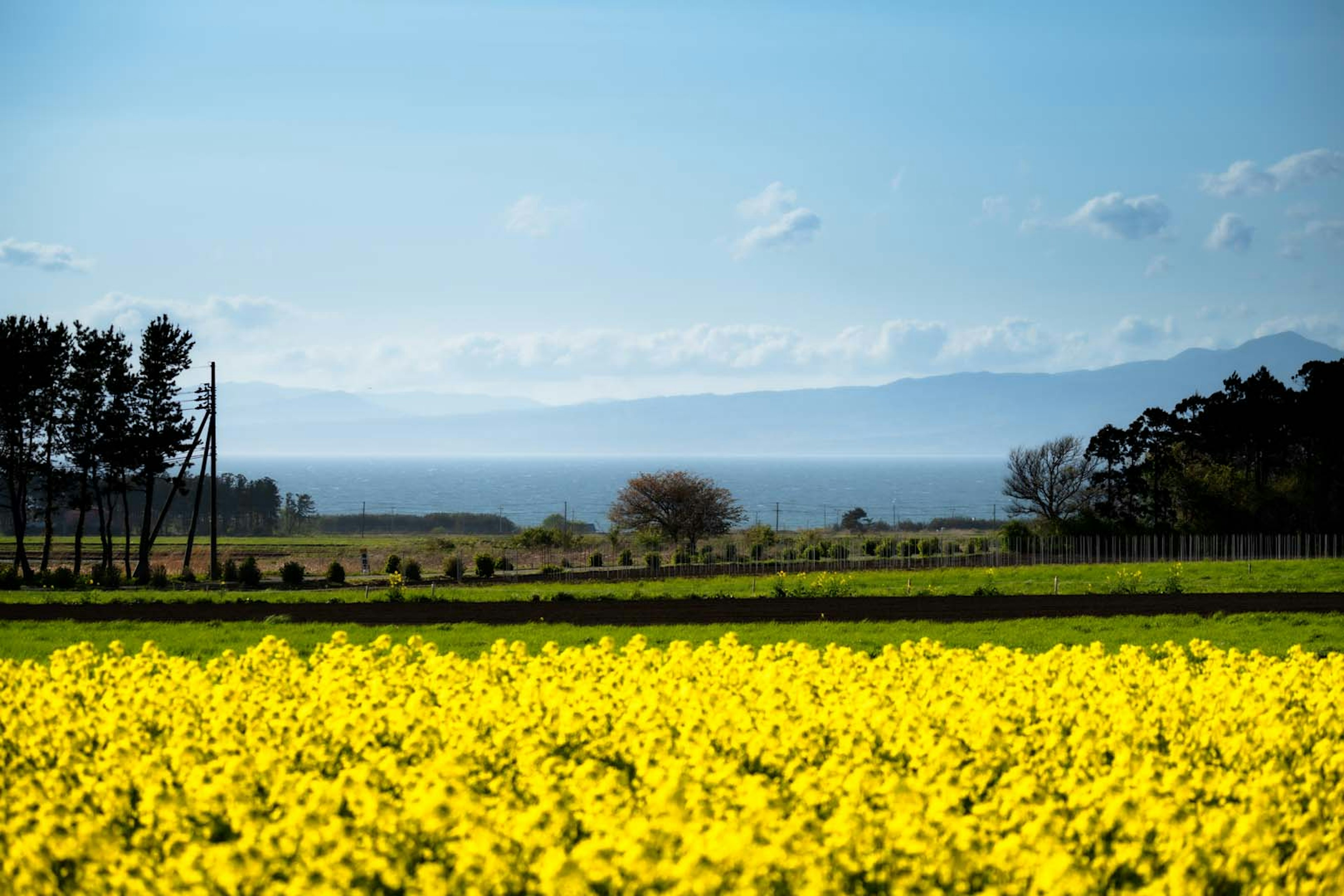 Campo de flores de colza amarillas bajo un cielo azul con océano a lo lejos