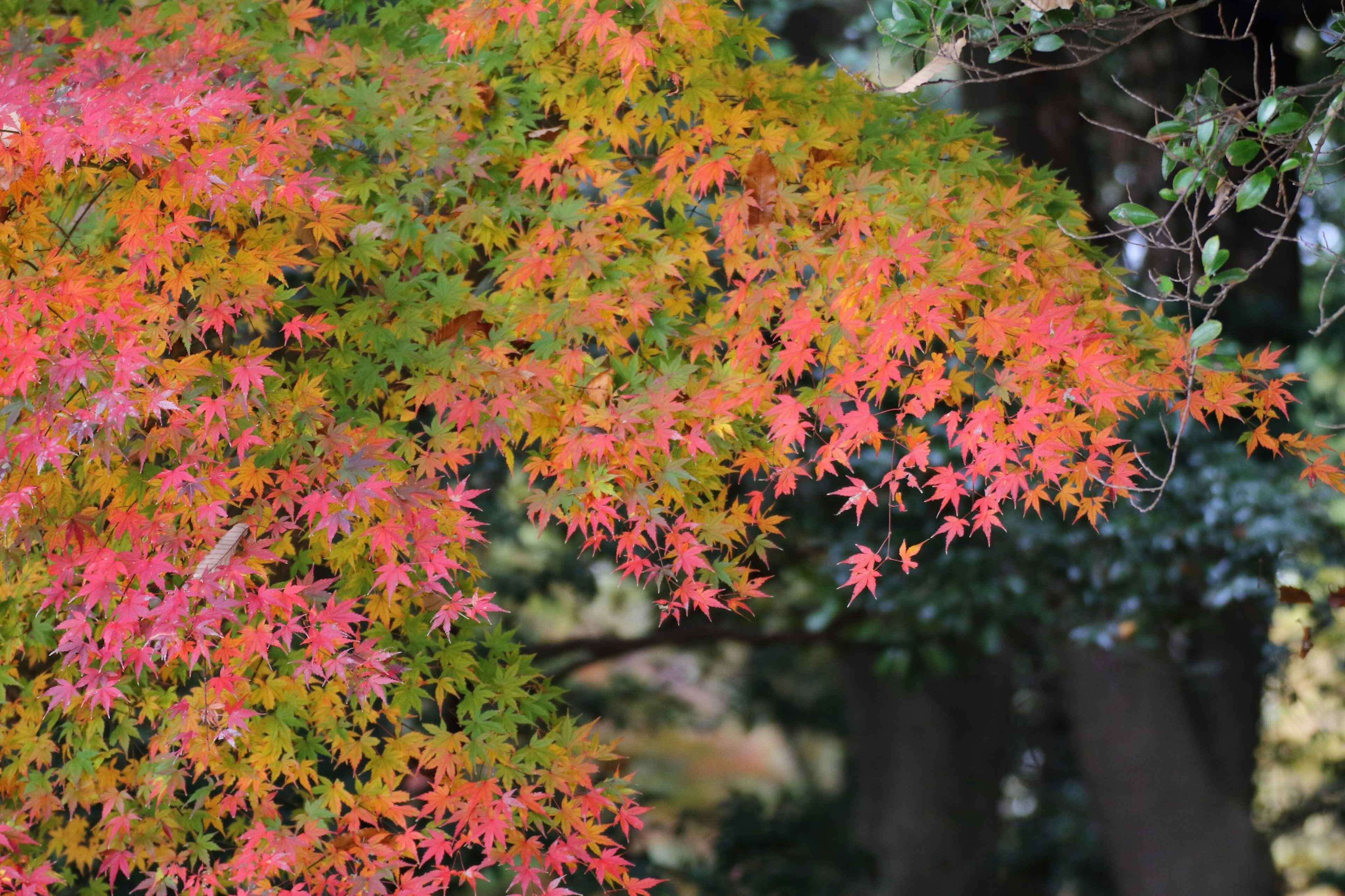 Daun maple musim gugur dengan warna merah dan oranye cerah di latar belakang hijau