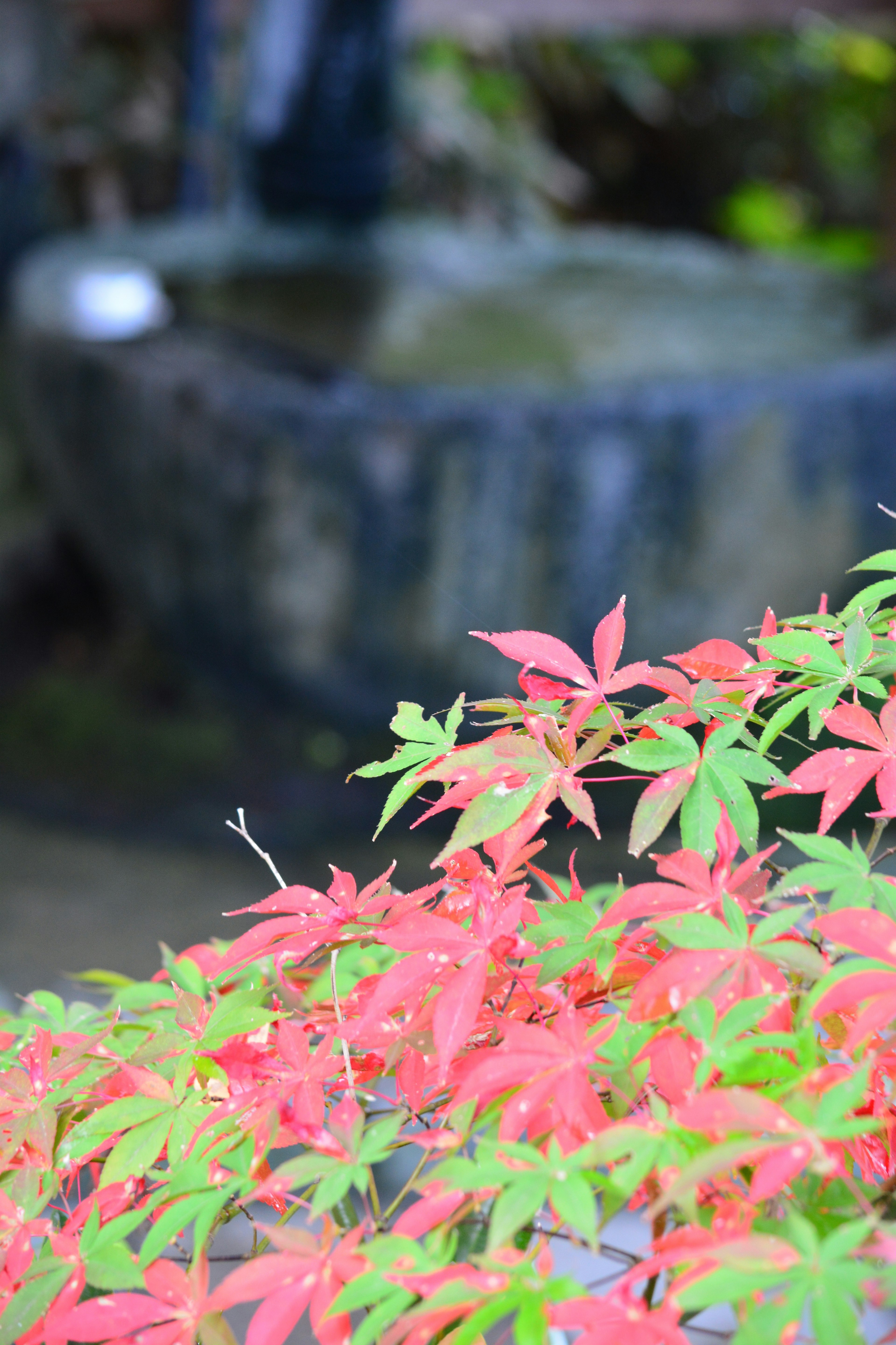 前景為鮮豔的紅色和綠色葉子,背景為模糊的水景