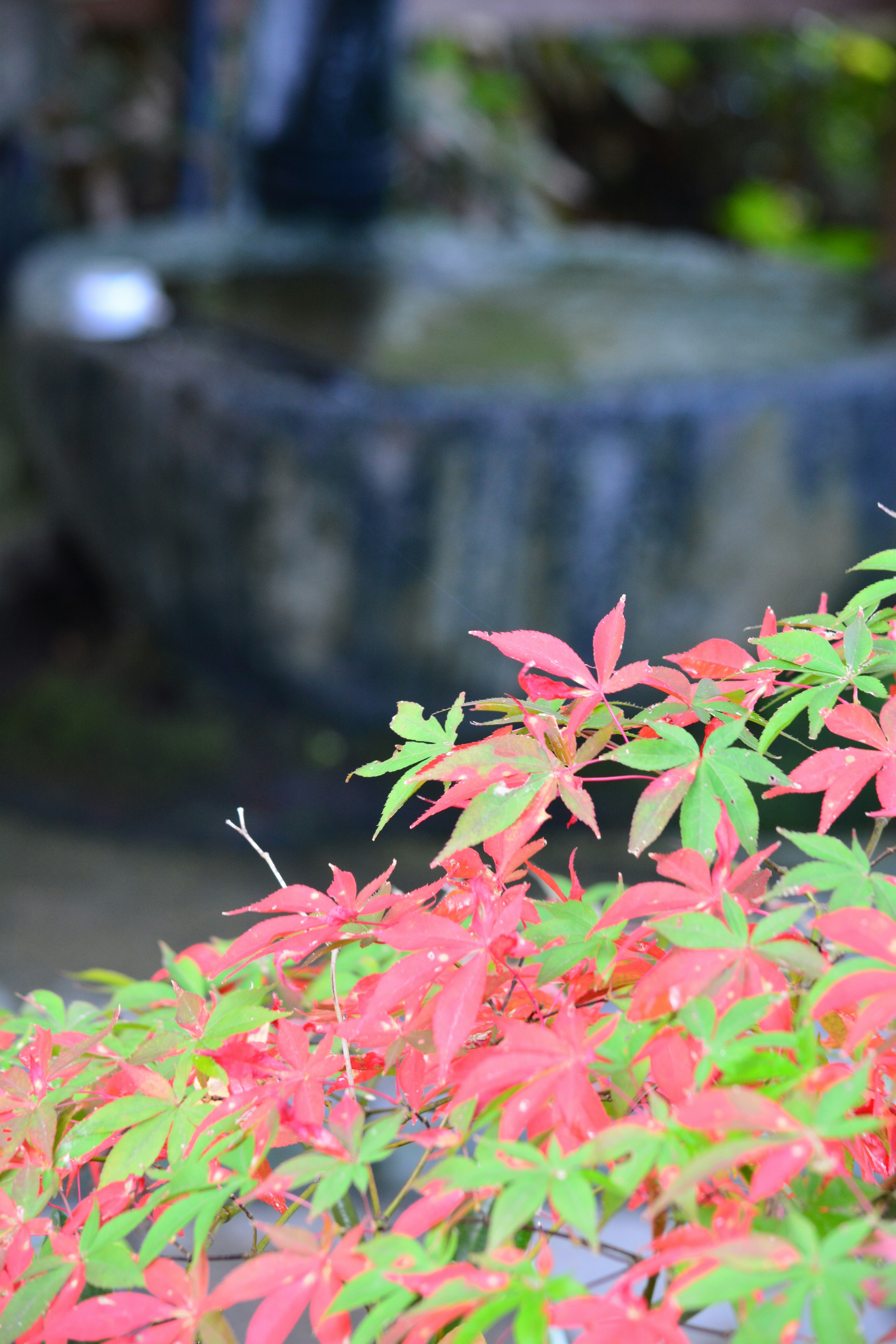 赤い葉と緑の葉がある美しい植物の前景と背景の湧き水