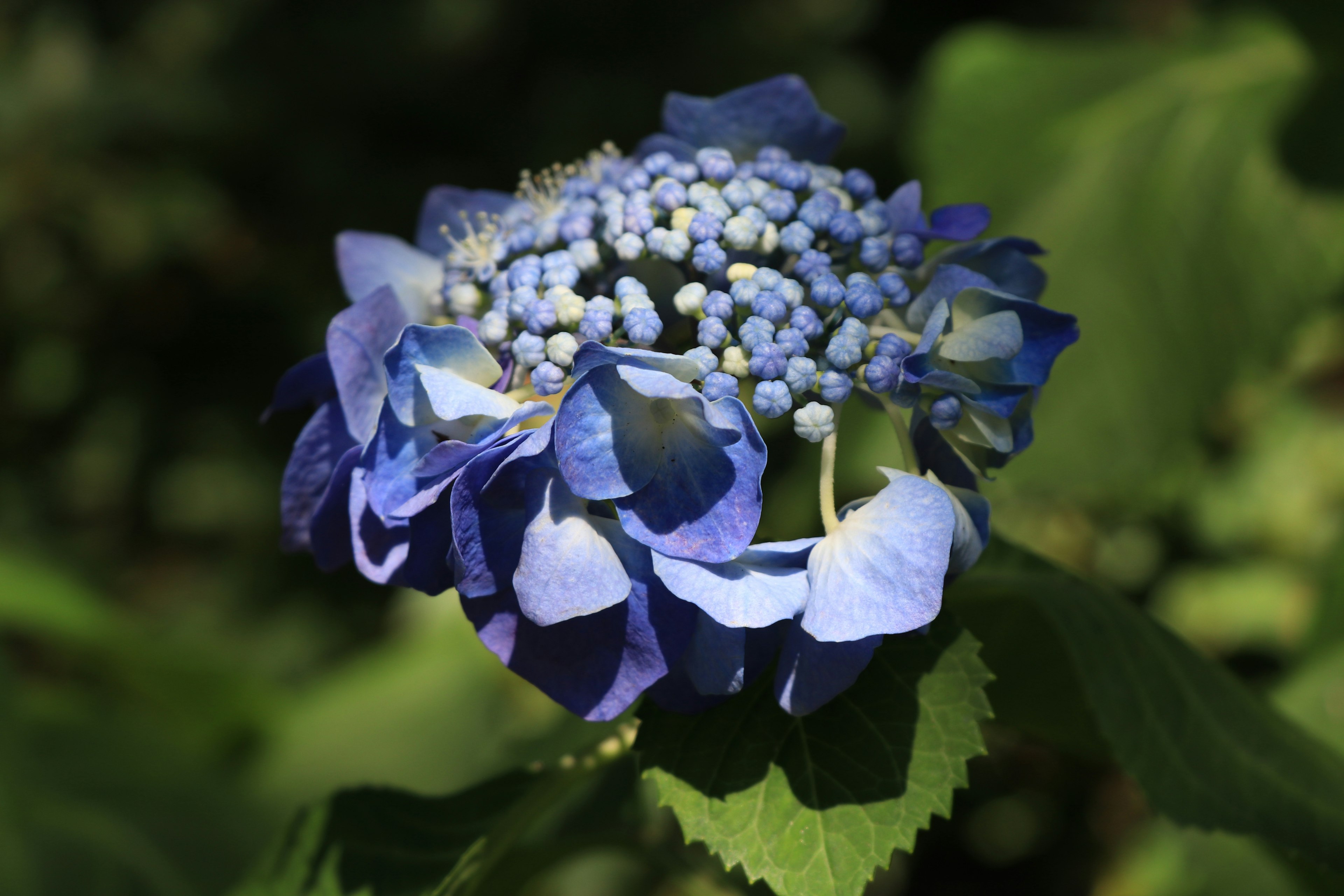 Eine blaue Hortensie blüht auf grünen Blättern