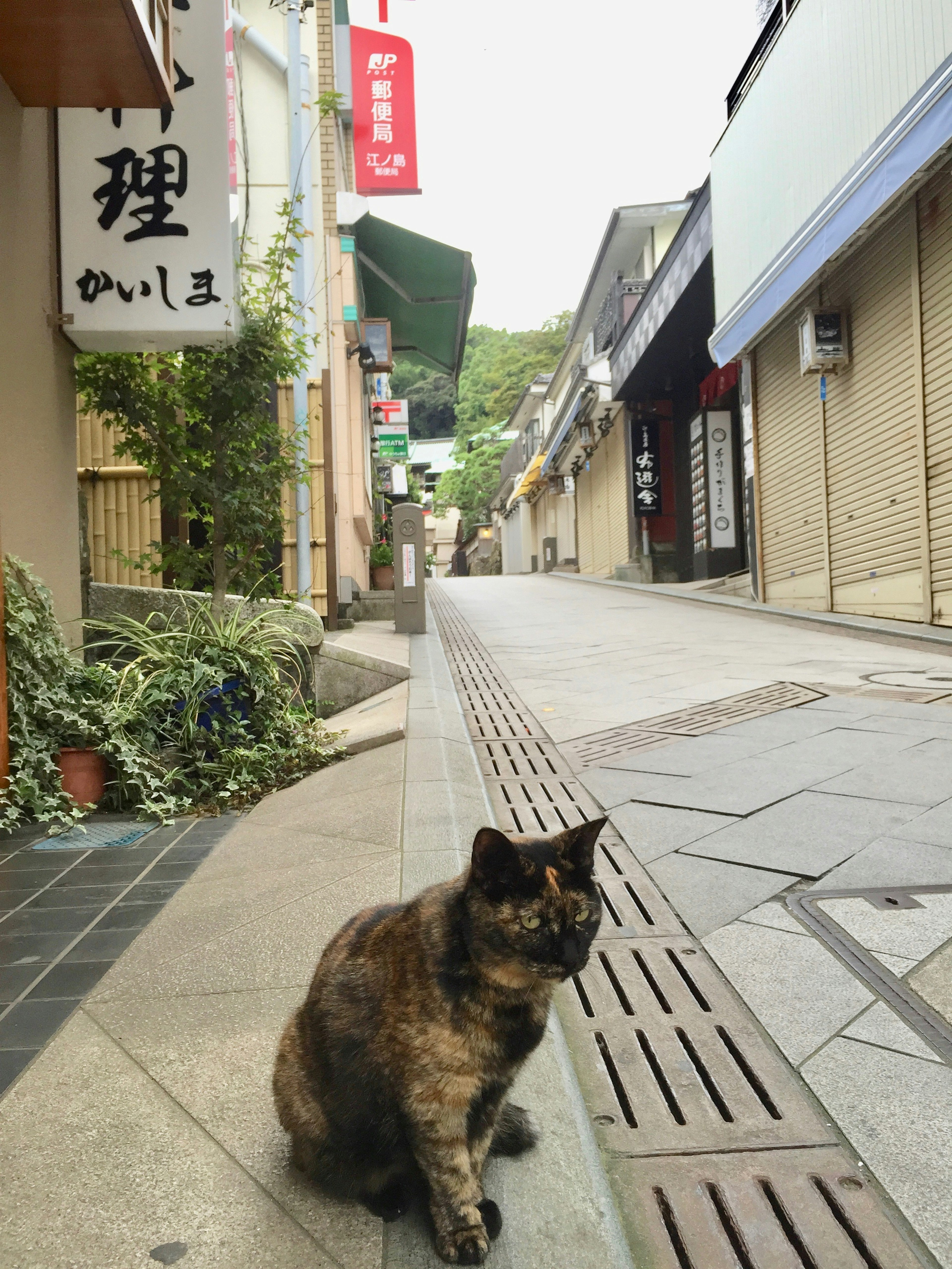 Eine Katze sitzt auf einer ruhigen Straße mit Geschäften