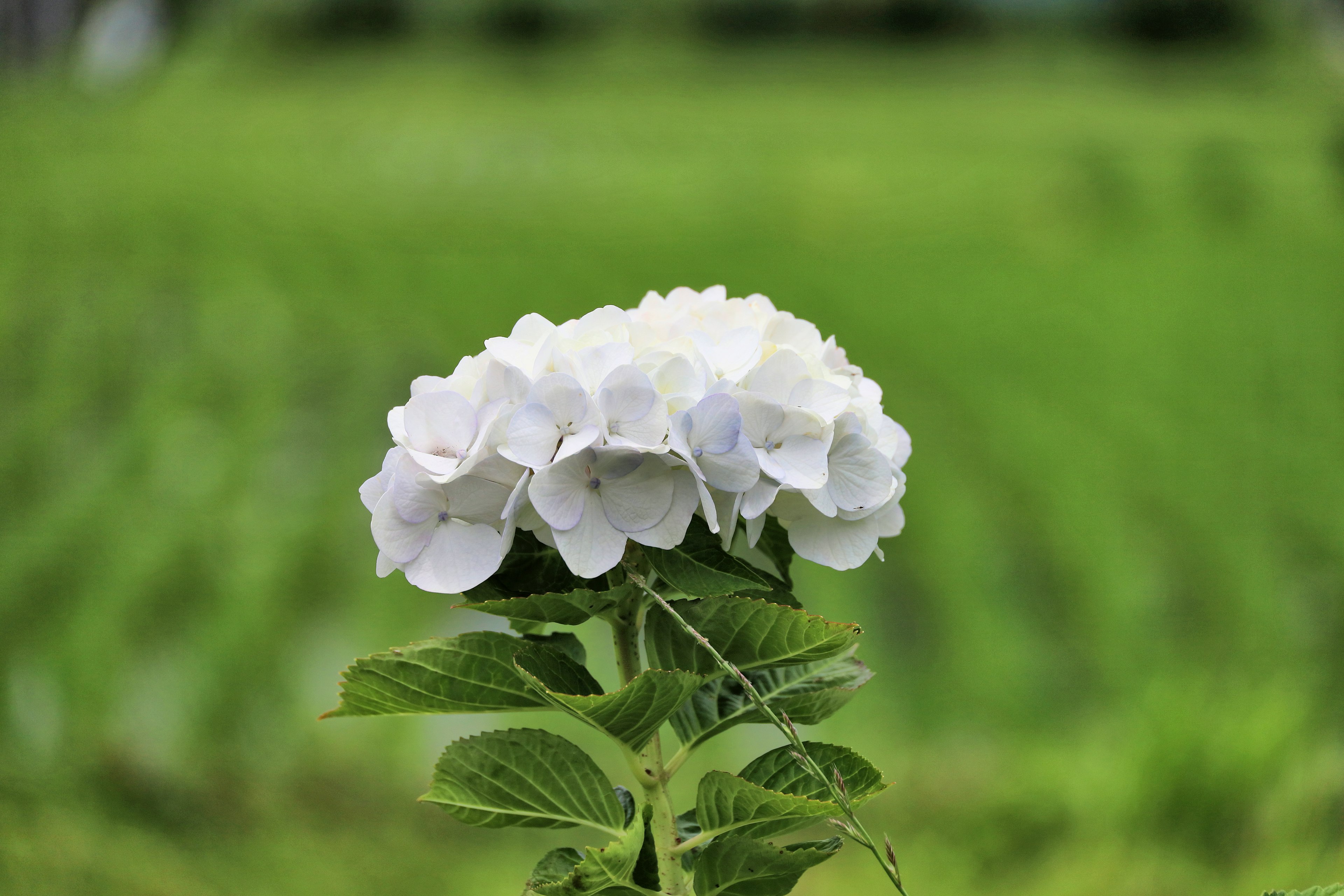 A white hydrangea flower stands against a green background