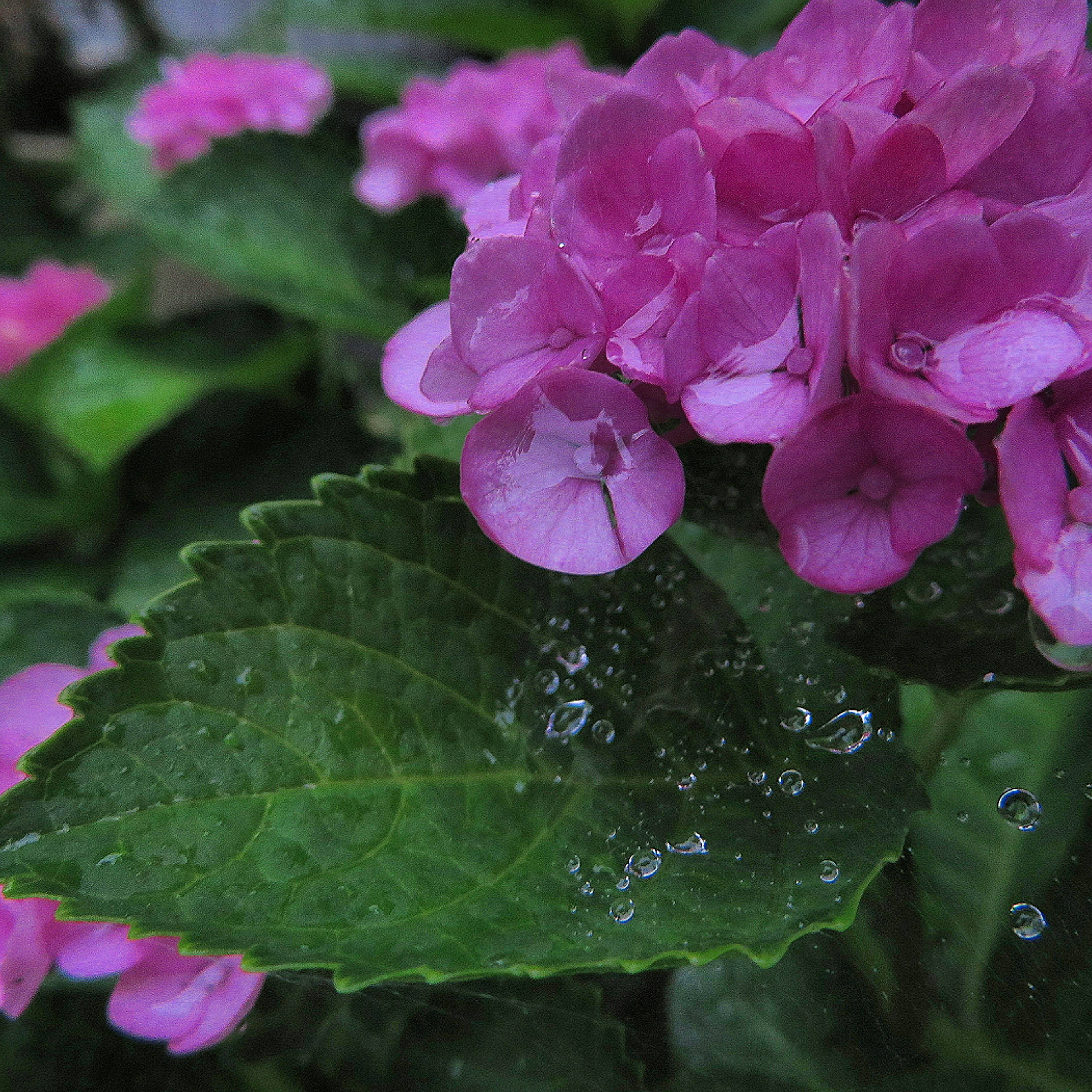 Rosa Hortensienblüten auf nassen Blättern