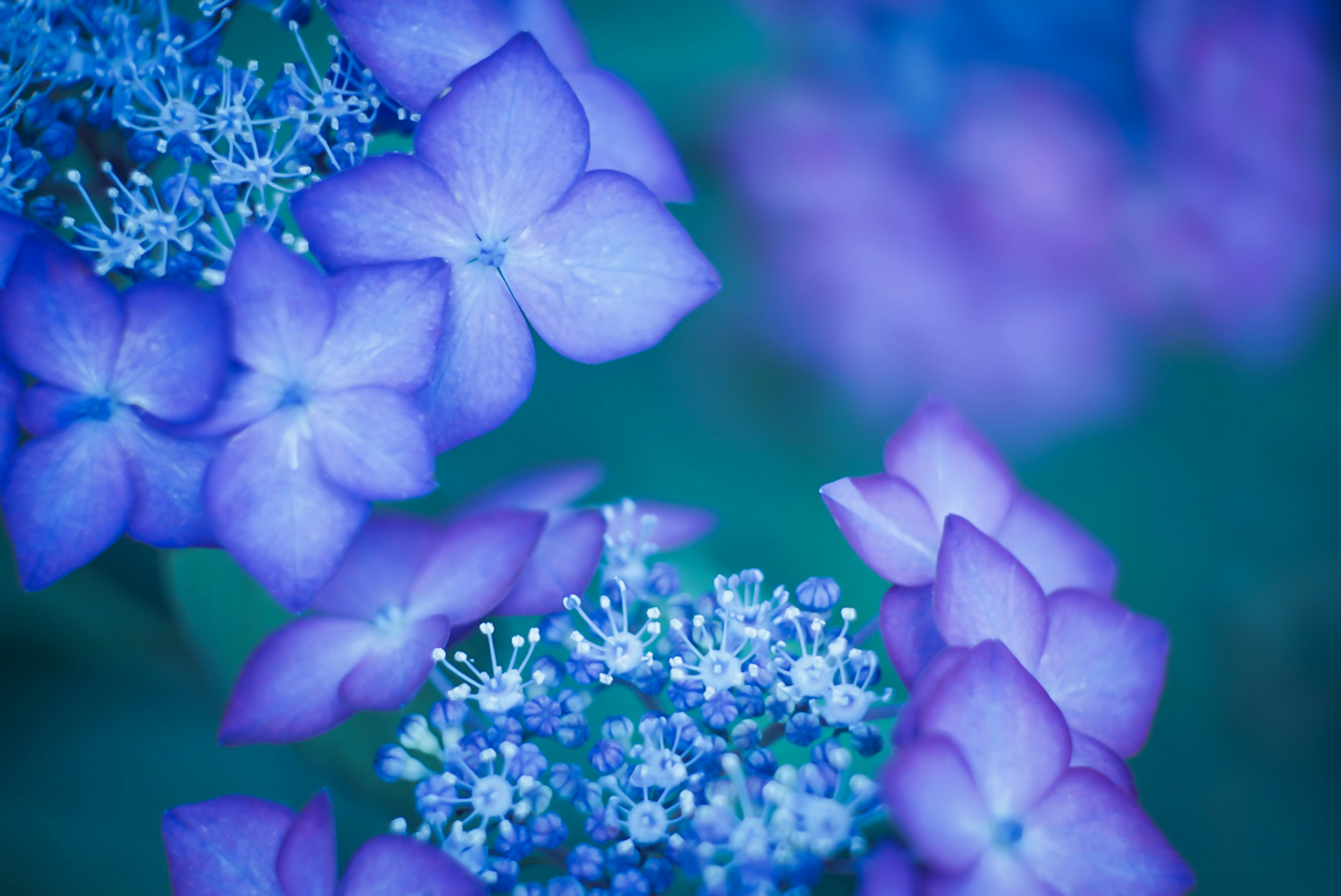 青紫色の花が咲いている美しい風景