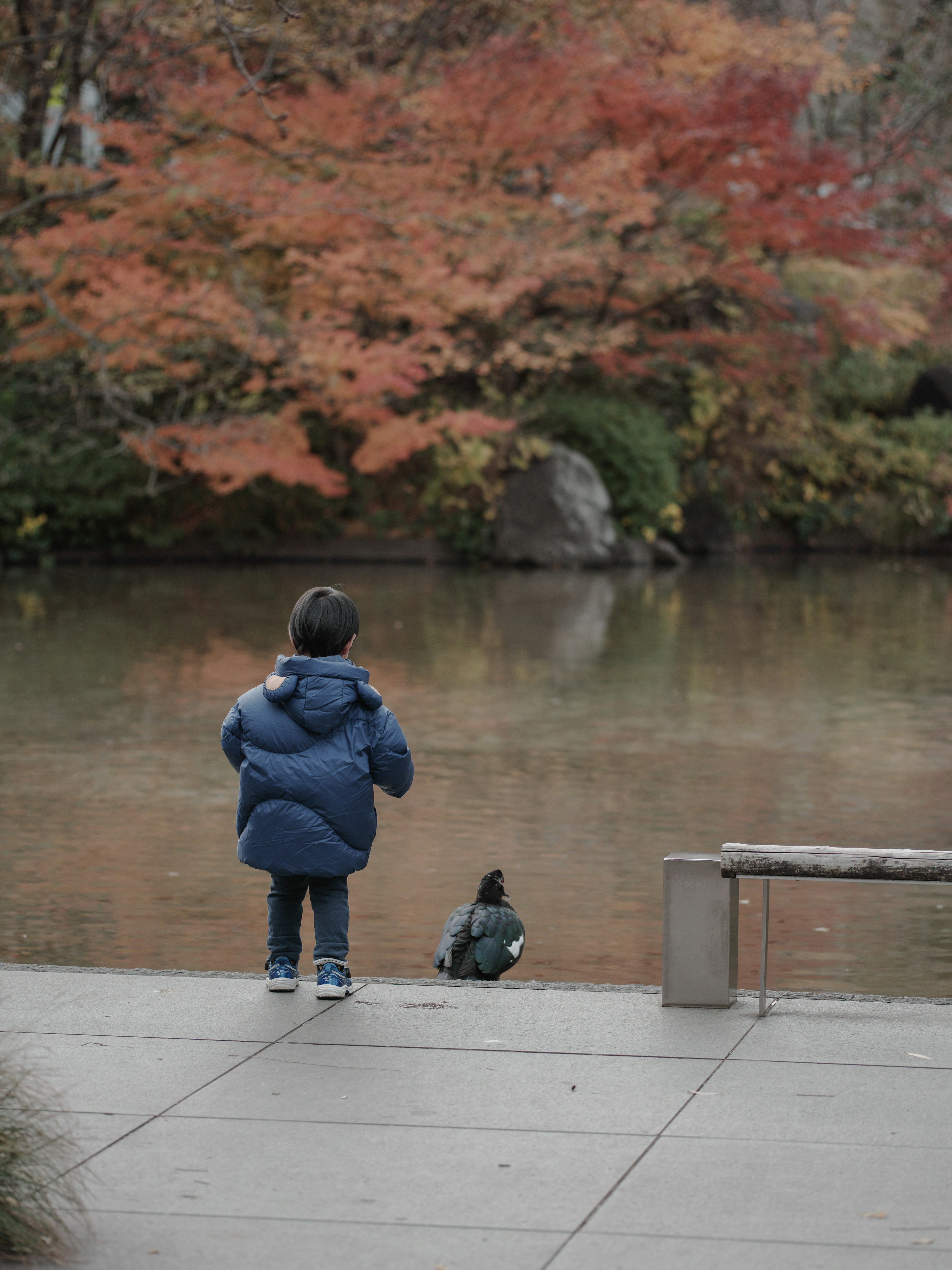 Child standing by a pond with vibrant autumn foliage in the background