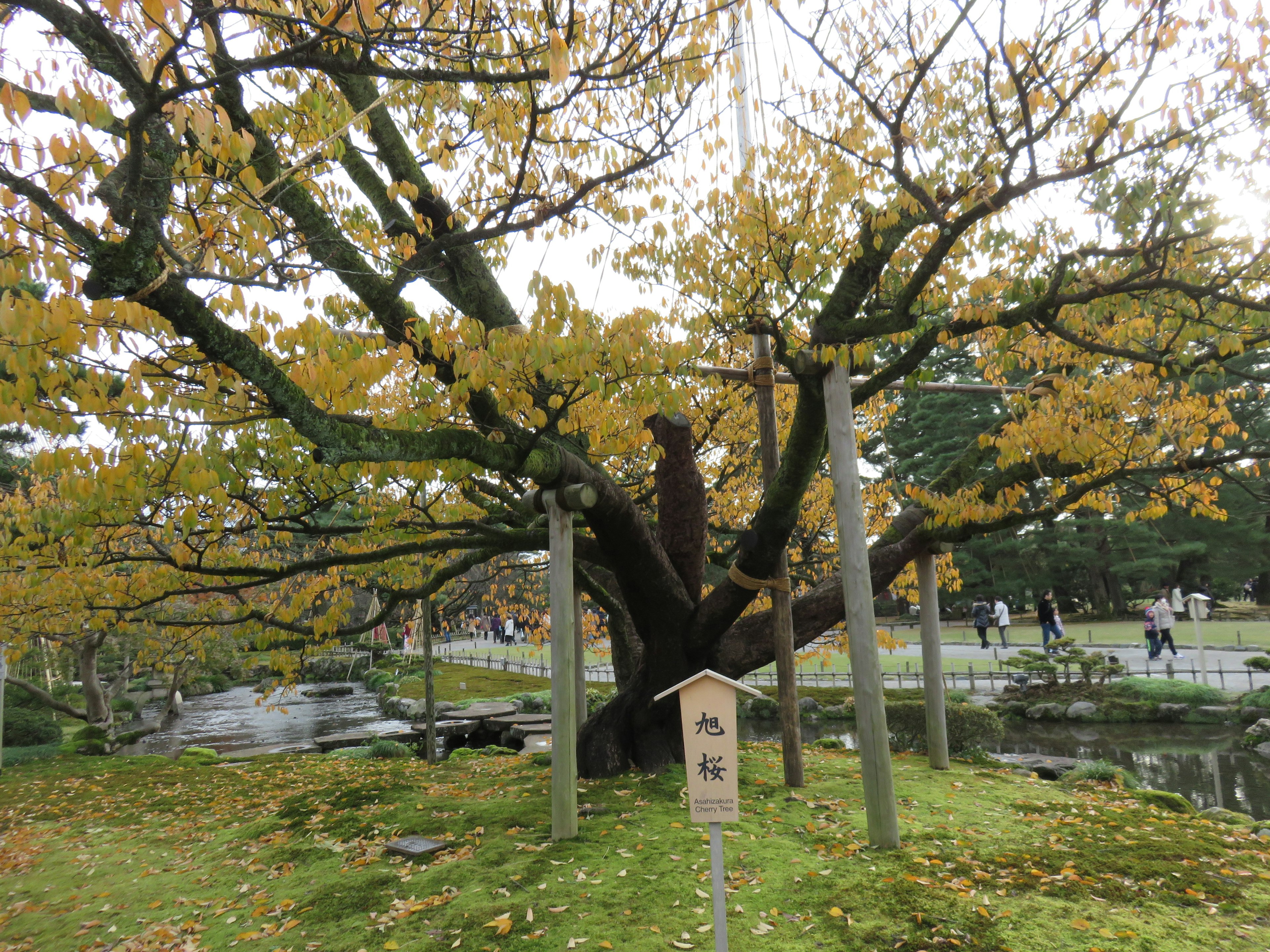 大きな黄色い葉を持つ木とその周りの風景