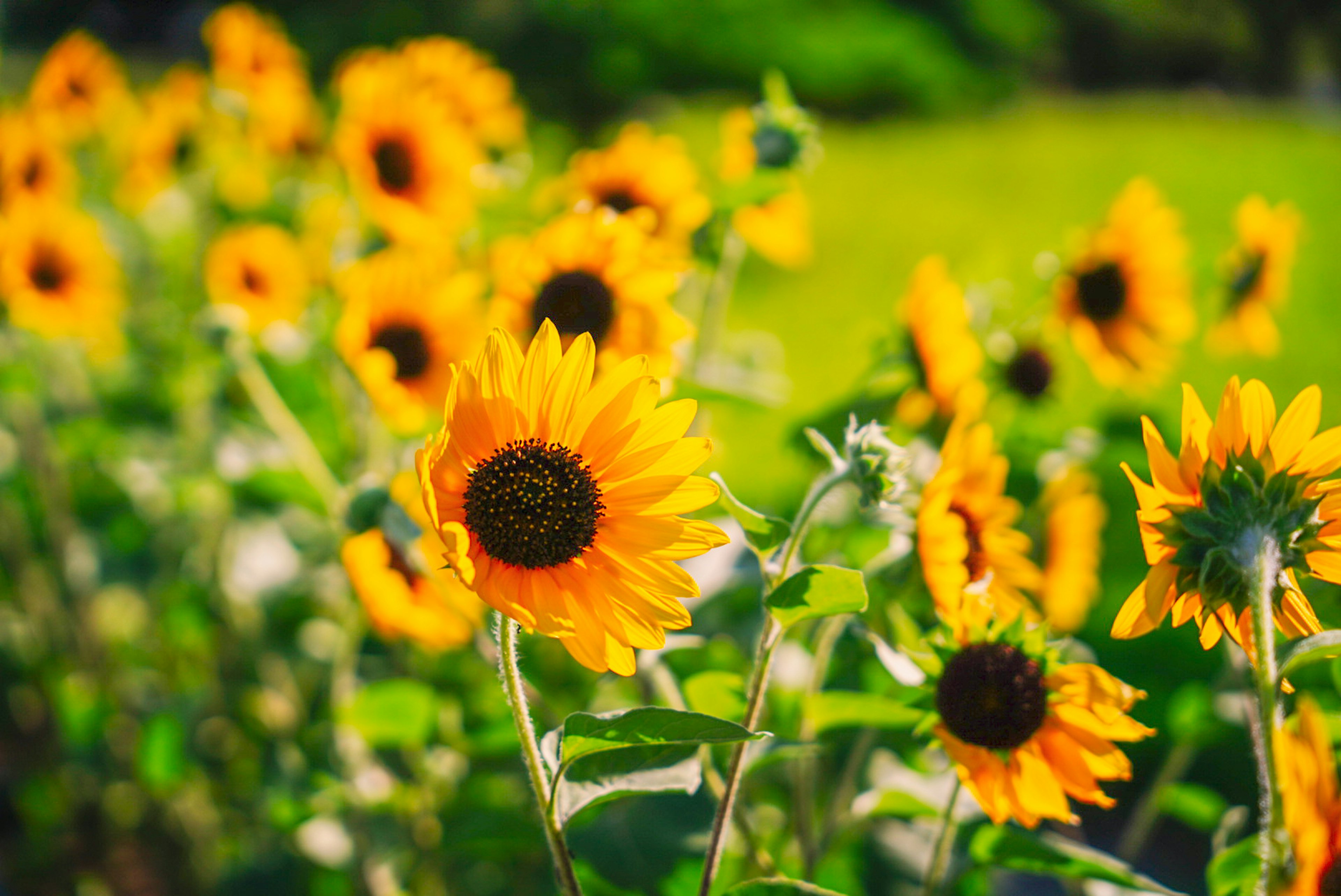 明るい太陽の花が咲く花畑の風景