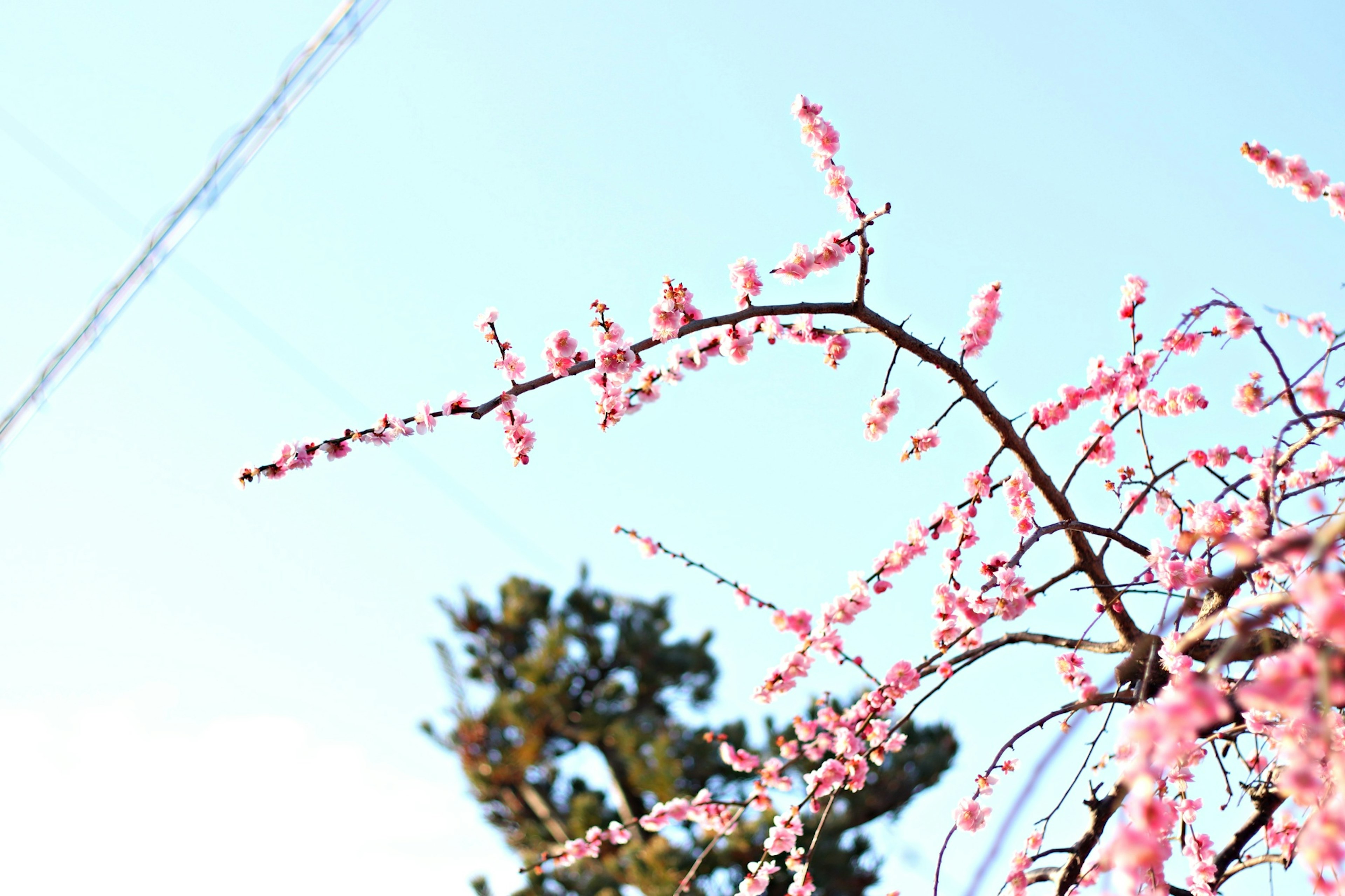 Ramas de flores rosas bajo un cielo azul