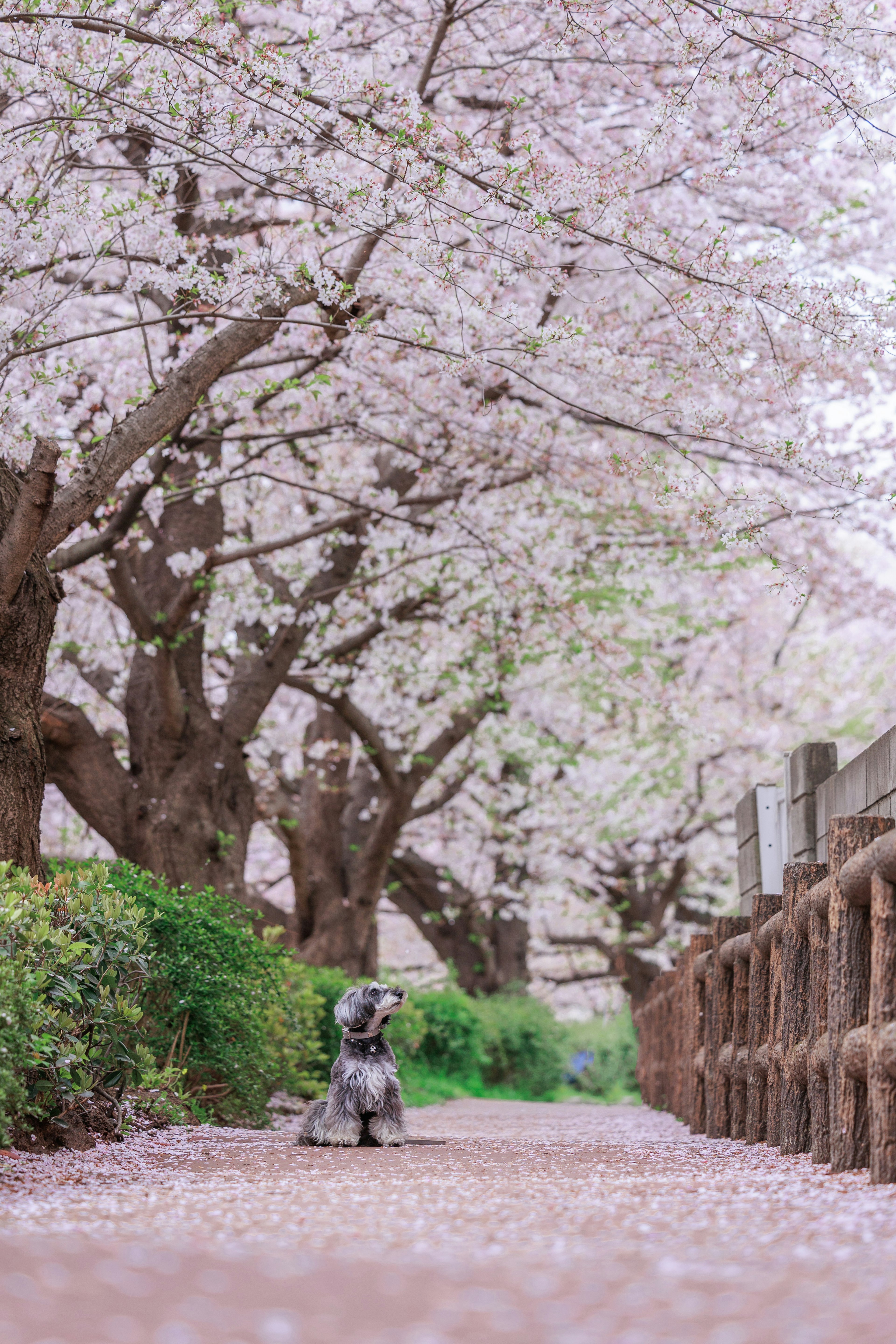 A dog walking on a path lined with cherry blossom trees