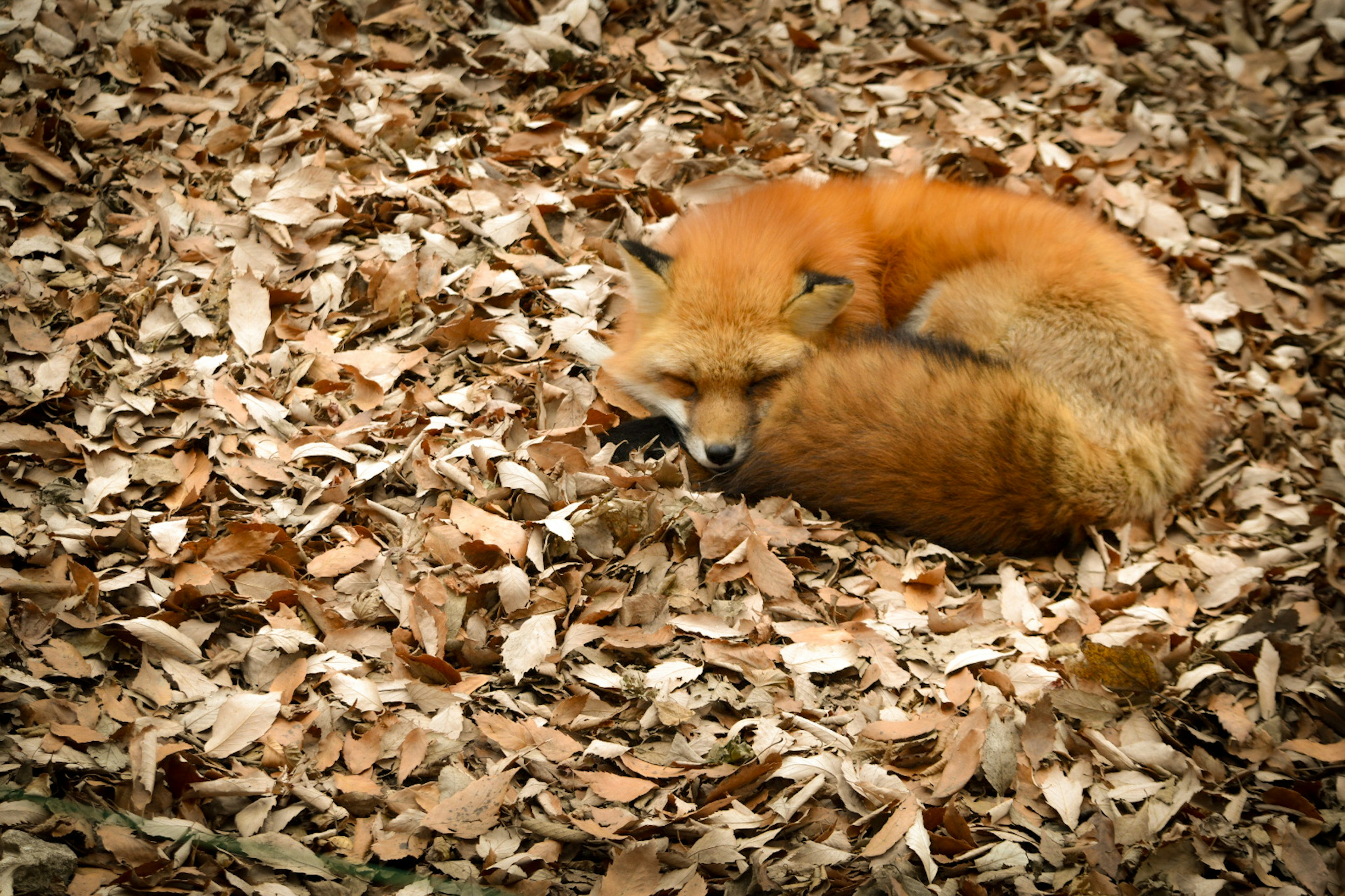 Zorro naranja acurrucado entre hojas de otoño