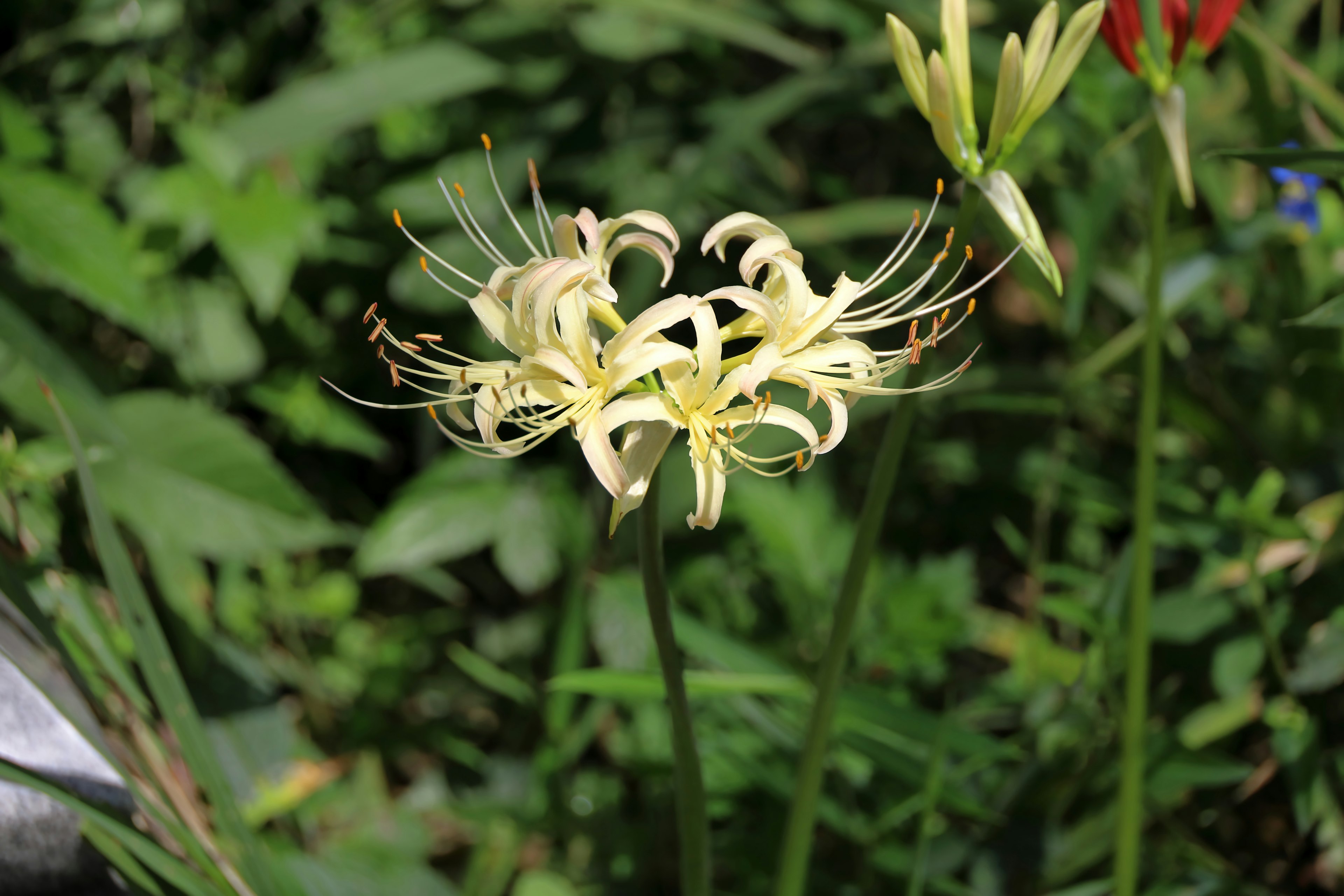 Weiße Blume blüht vor grünem Hintergrund