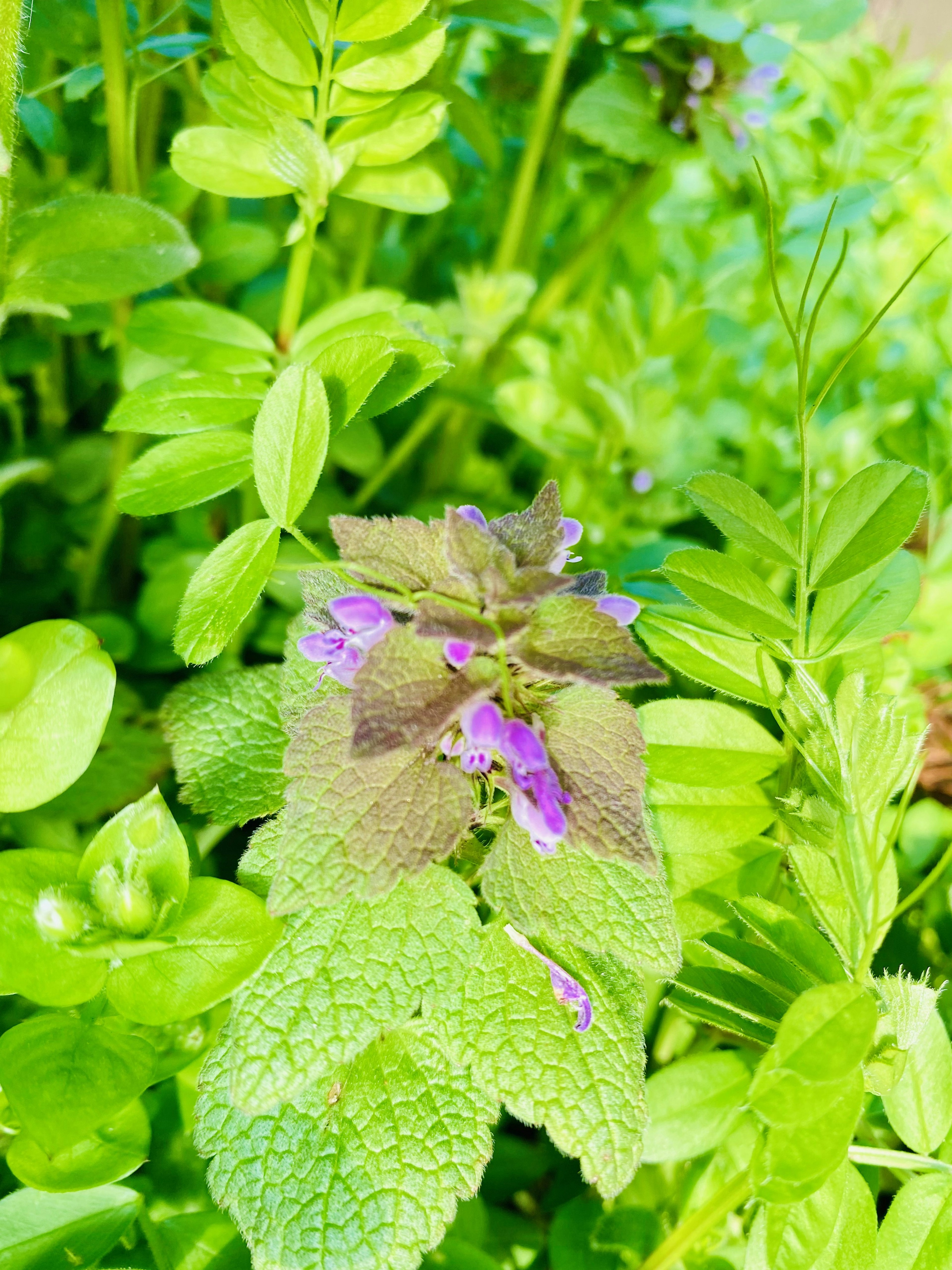 Primer plano de una planta con hojas verdes y flores moradas