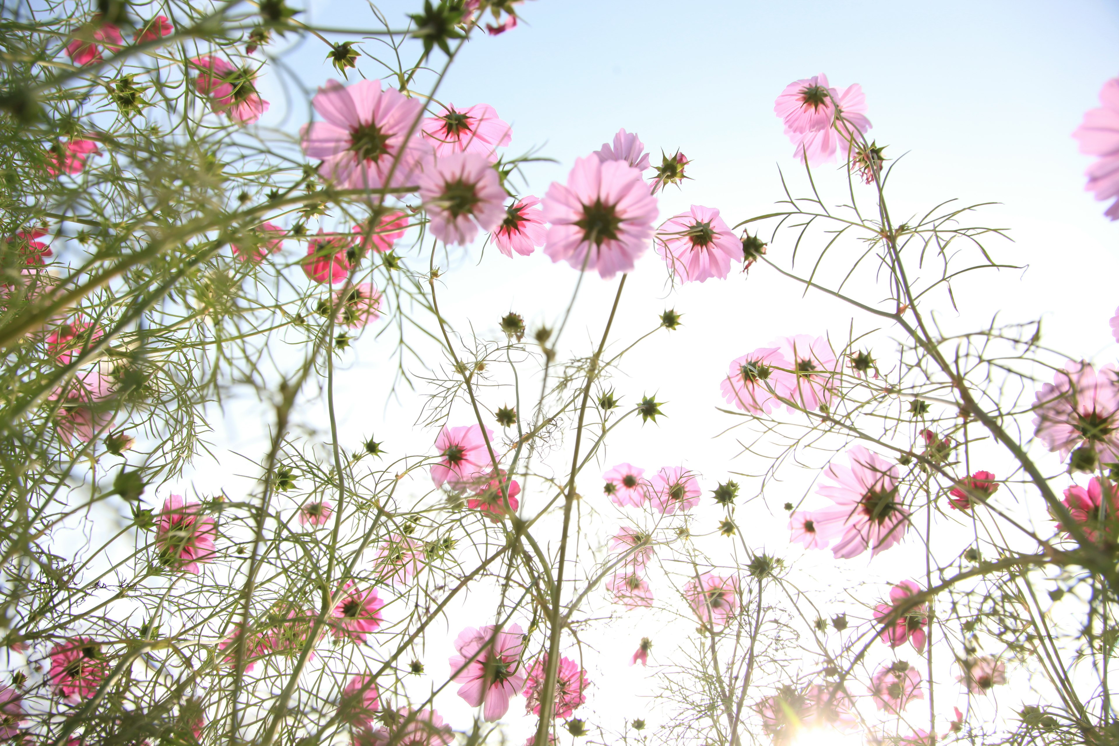 Pink cosmos flowers blooming under a blue sky