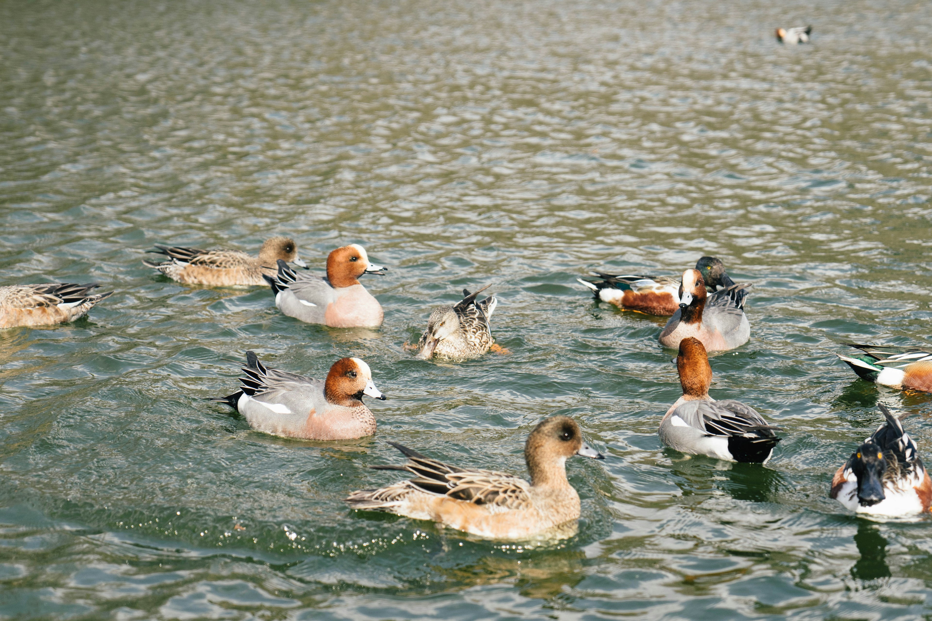 Un grupo diverso de patos nadando en el agua