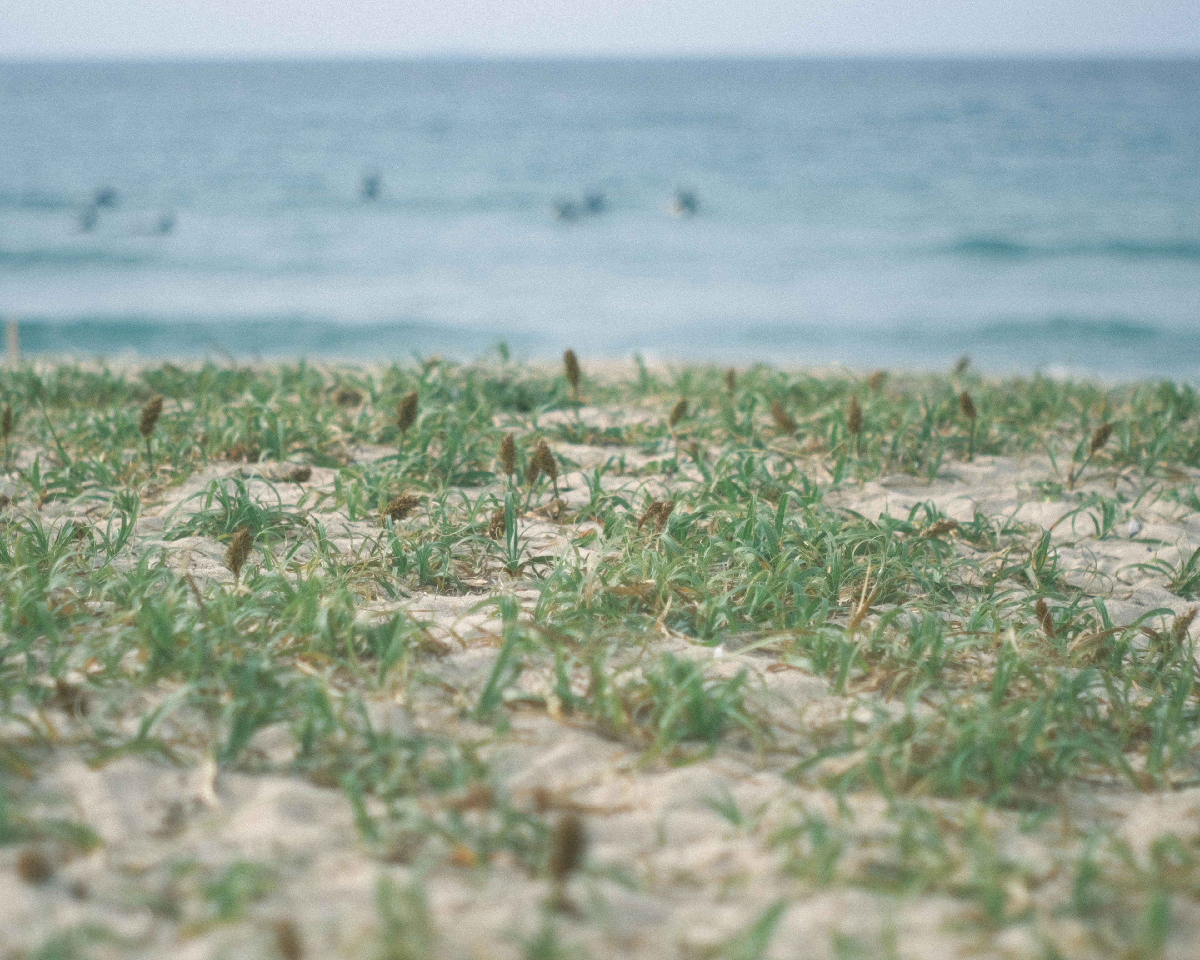 Rumput hijau di pantai berpasir dengan lautan biru di latar belakang