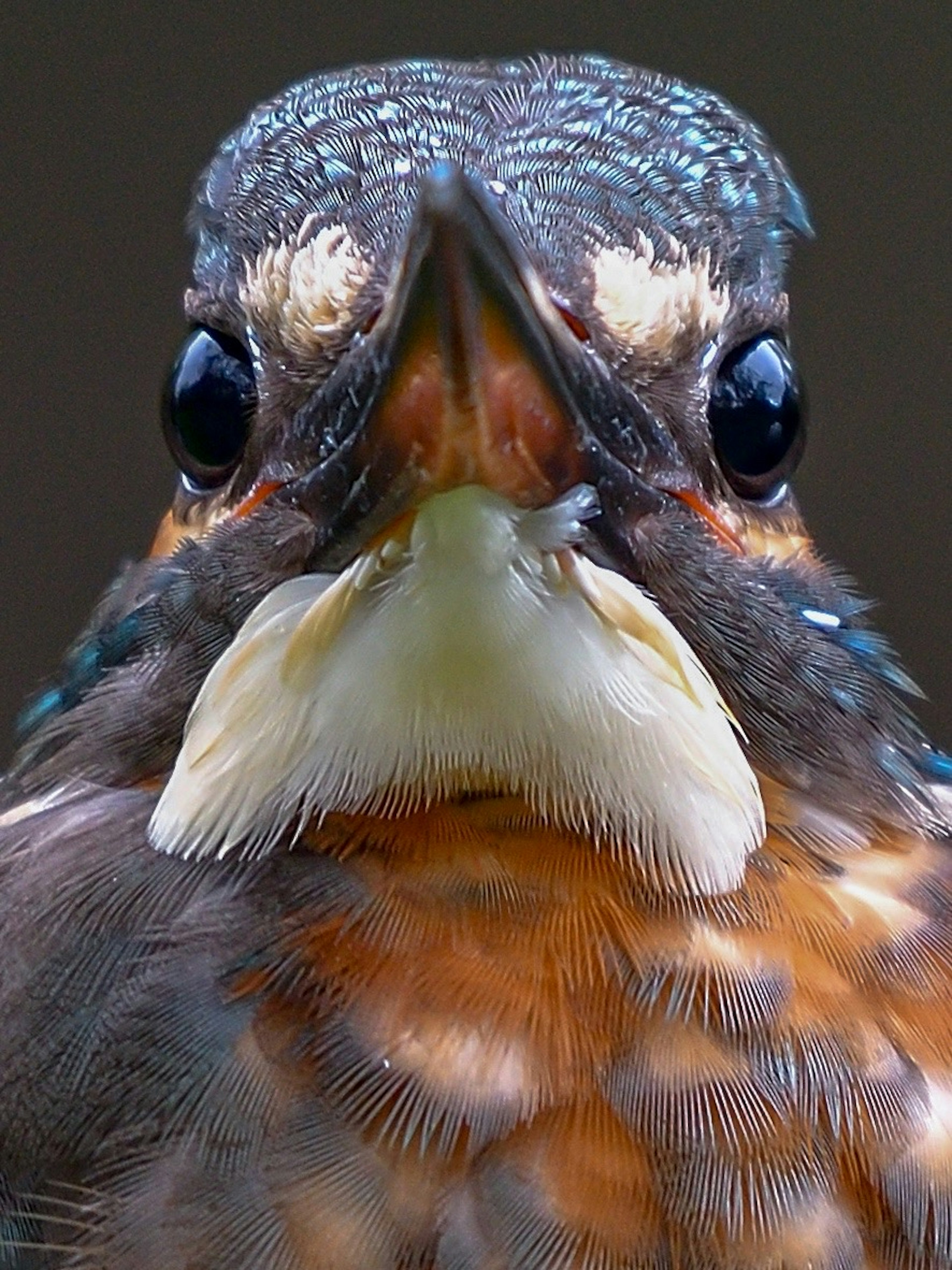 Nahaufnahme eines bunten Vogels mit auffälligen blauen und orangefarbenen Federn