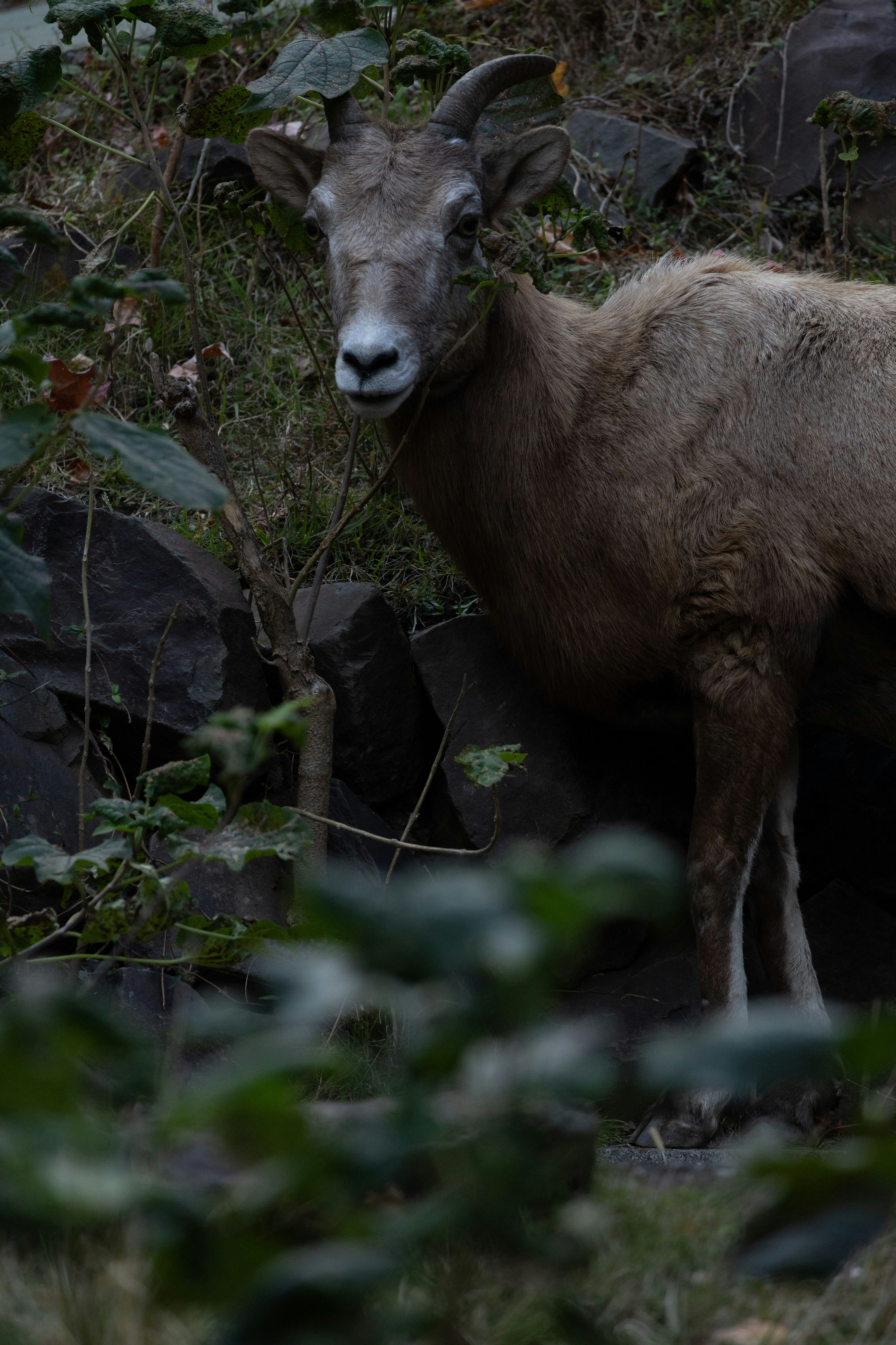 Un mouton sauvage se tenant près d'un terrain rocheux