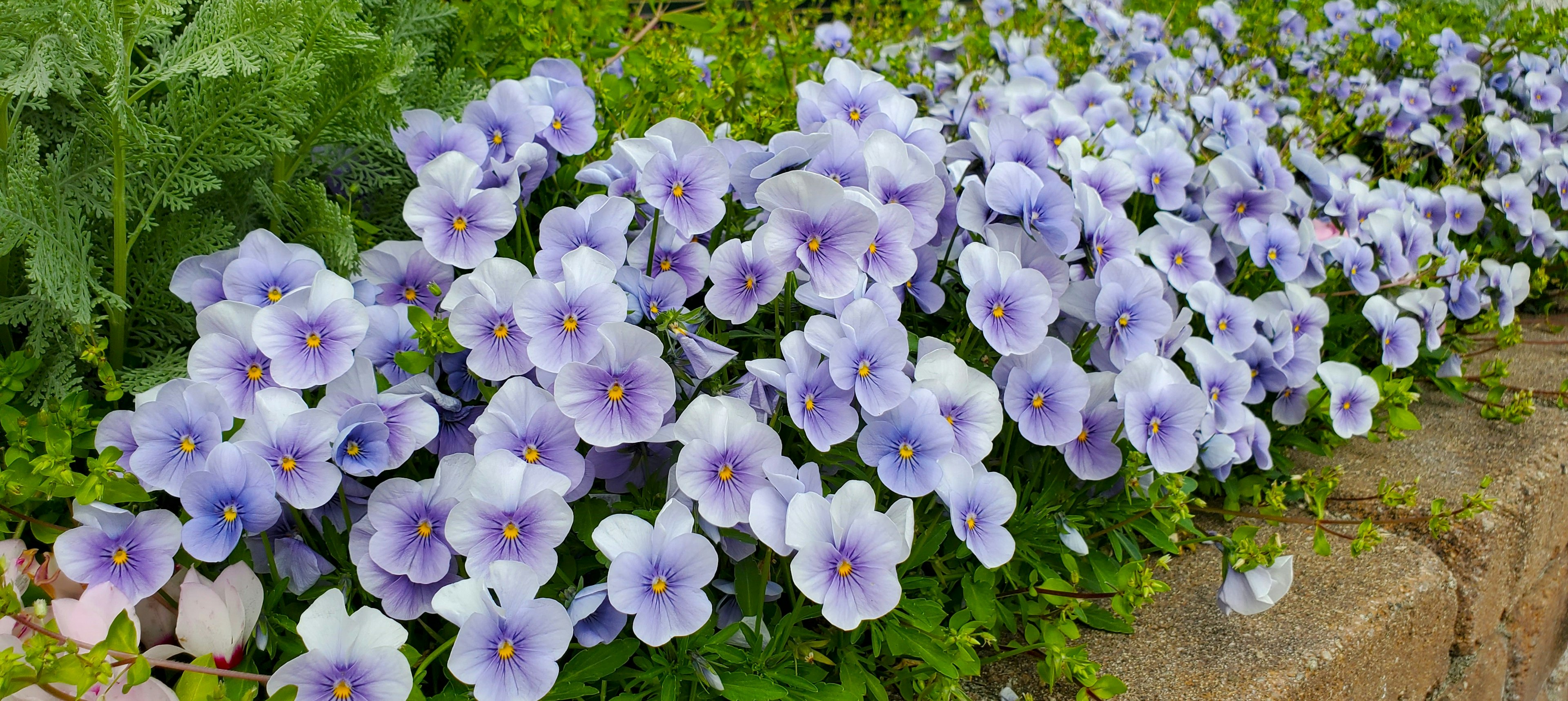 Ein Garten voller blühender lila Blumen