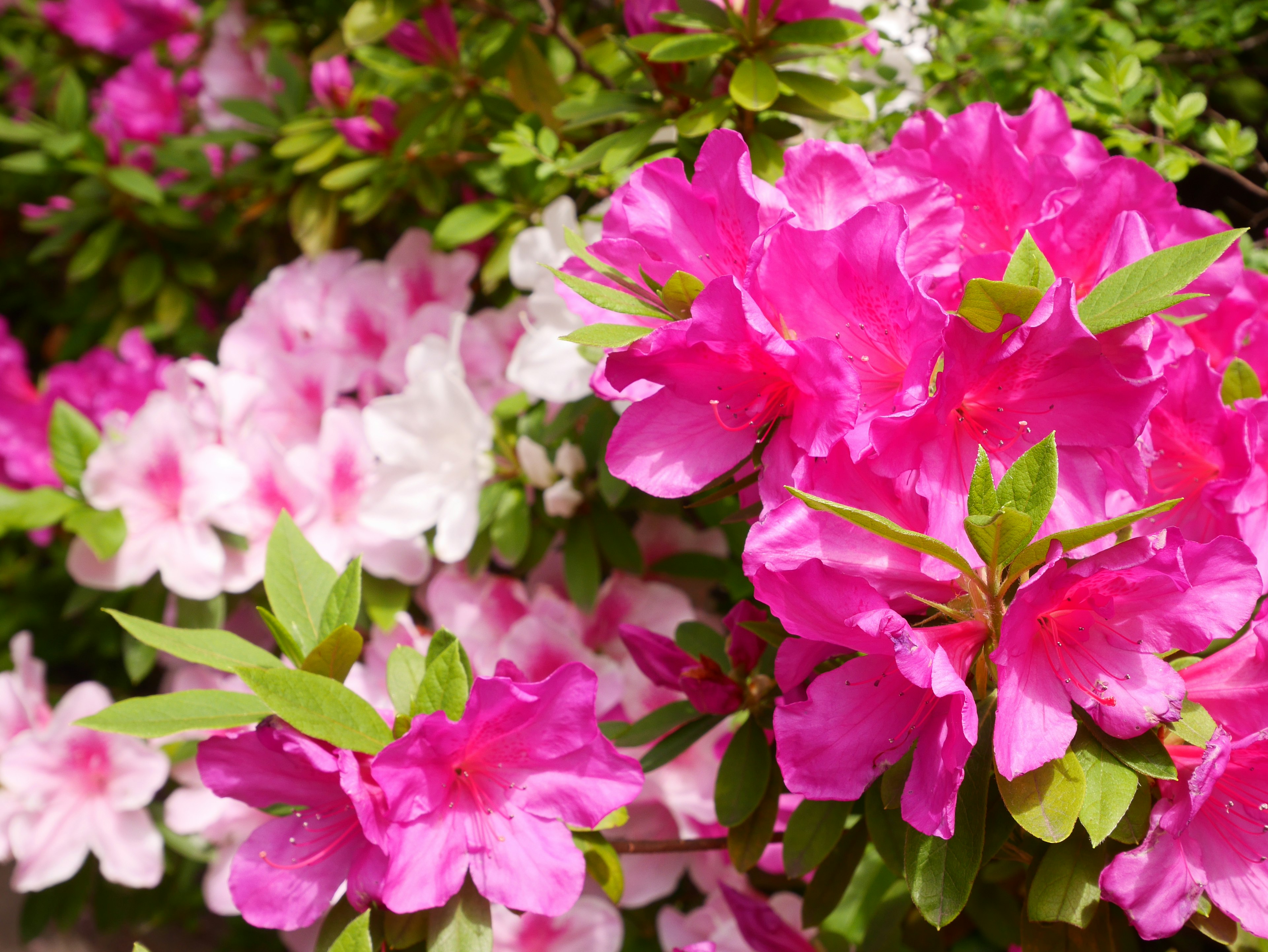 Vibrant pink and white azalea flowers blooming