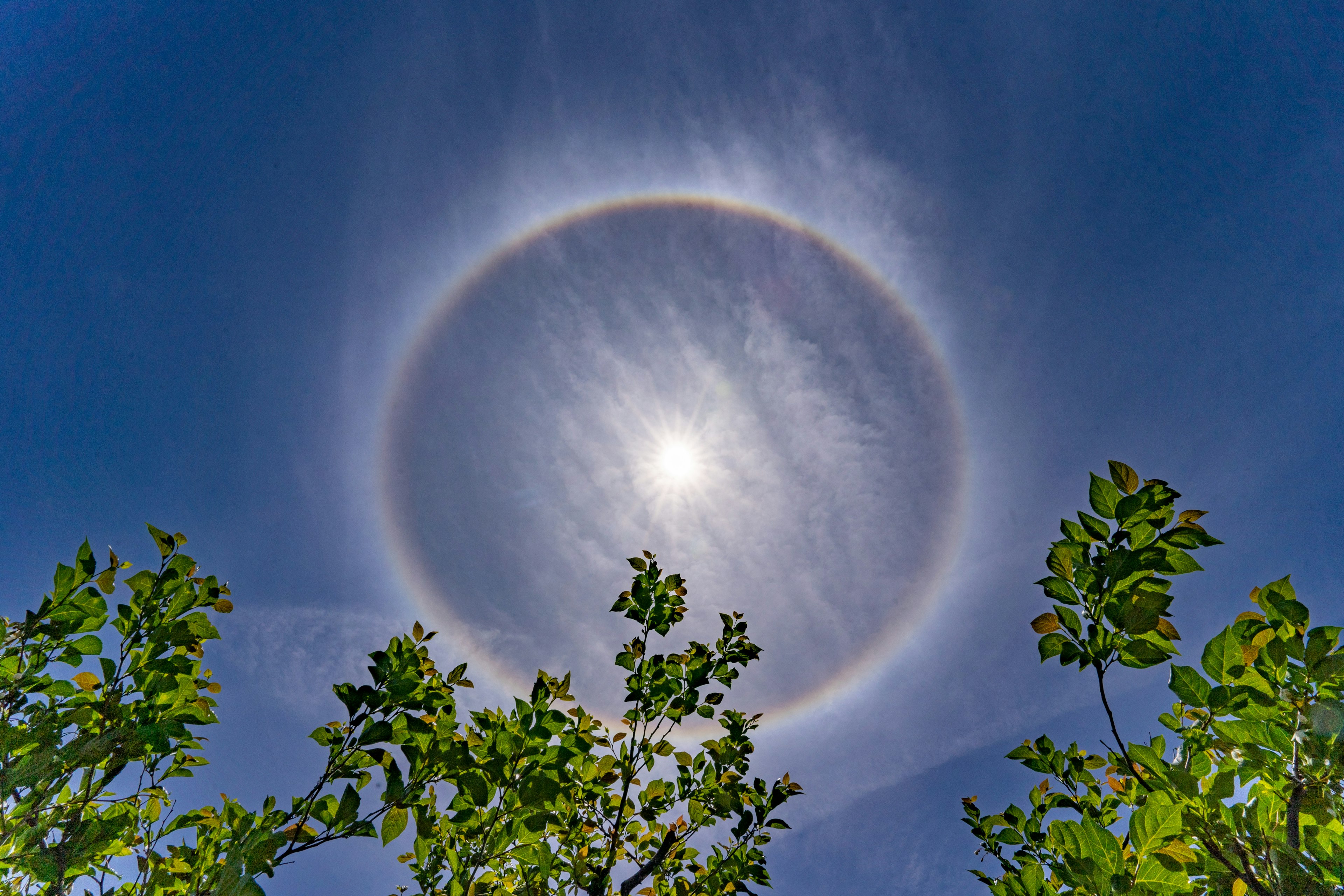 青空に太陽の周りに虹色の光の輪と緑の木々