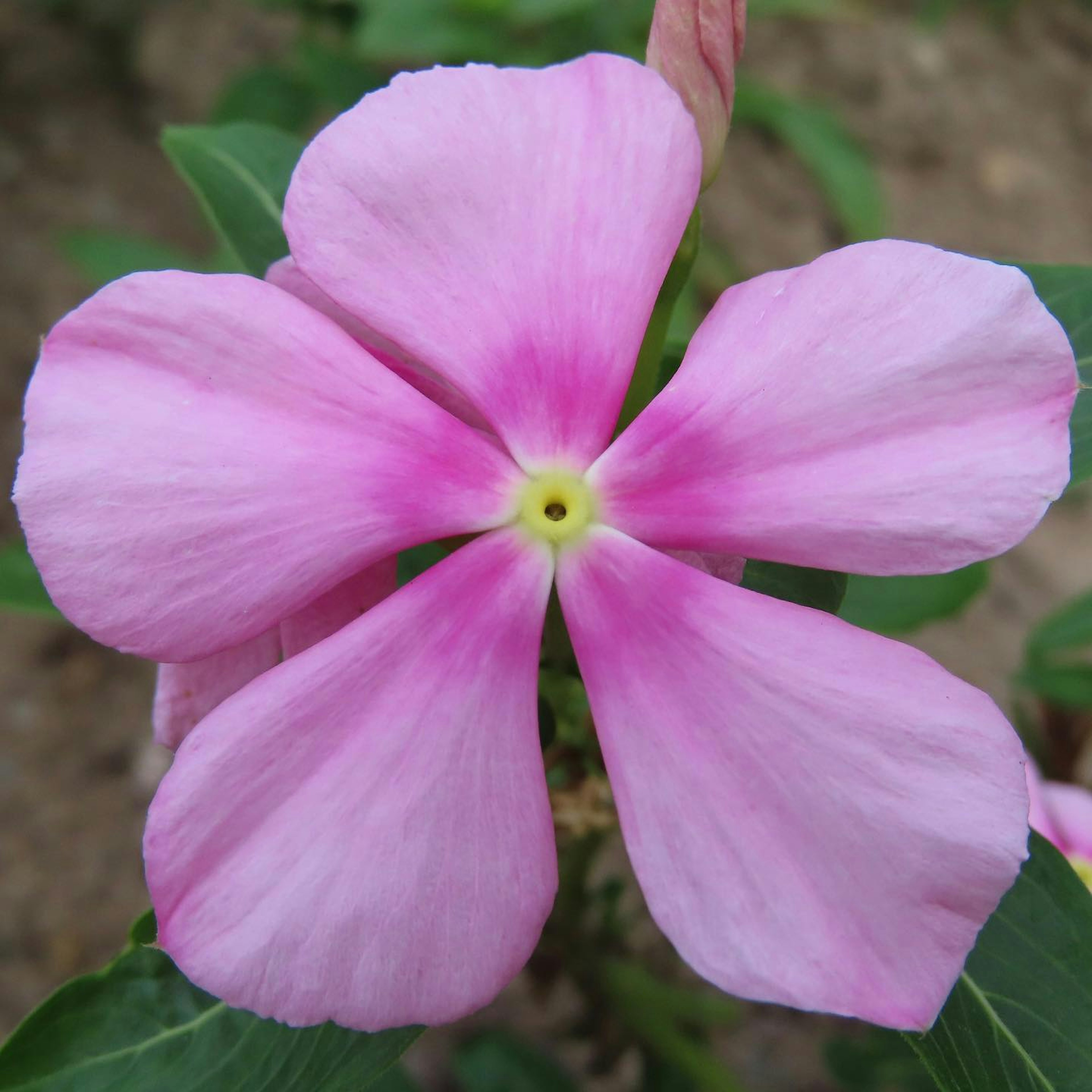 Close-up bunga dengan kelopak berwarna pink muda