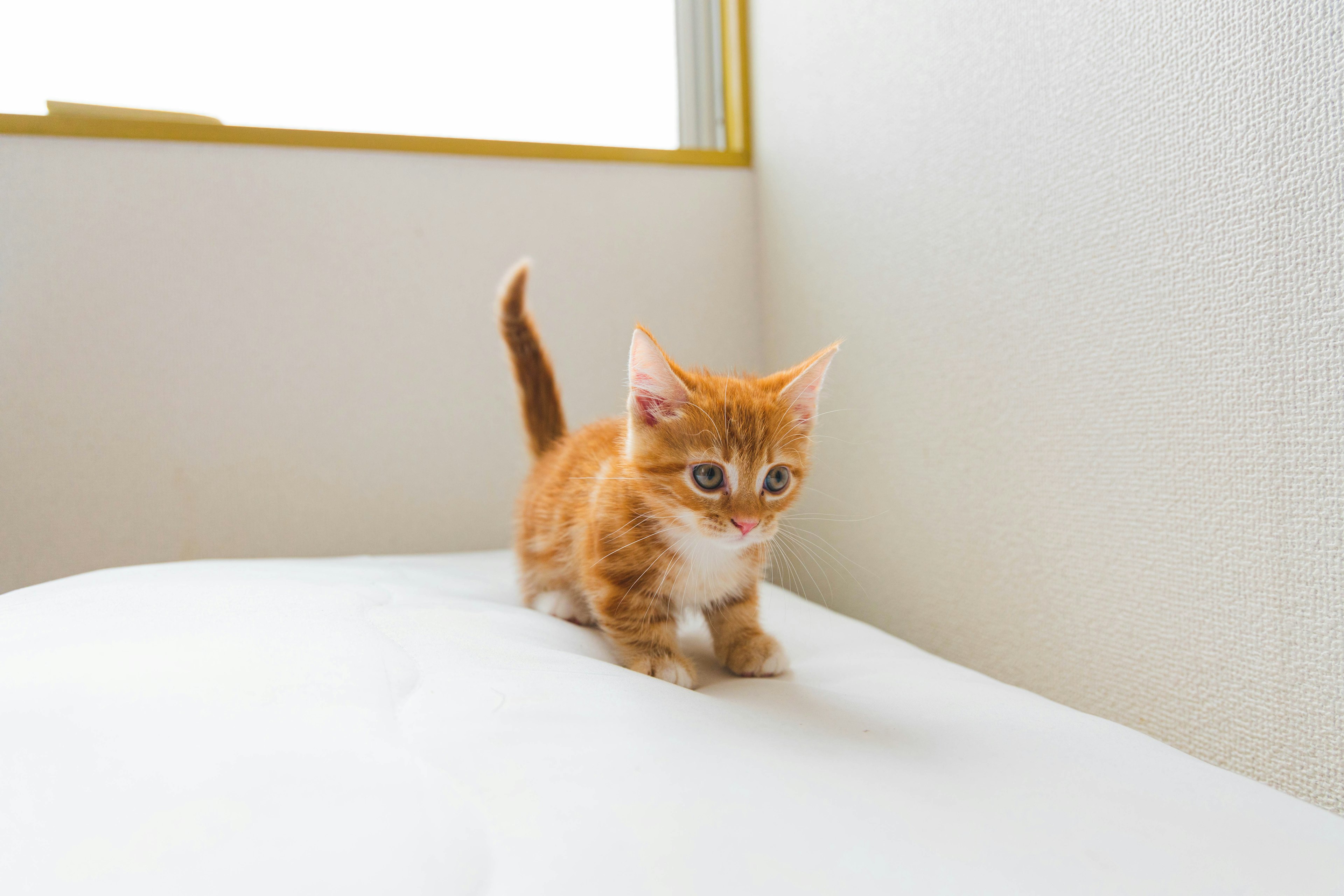 Un chaton orange marchant sur une surface blanche