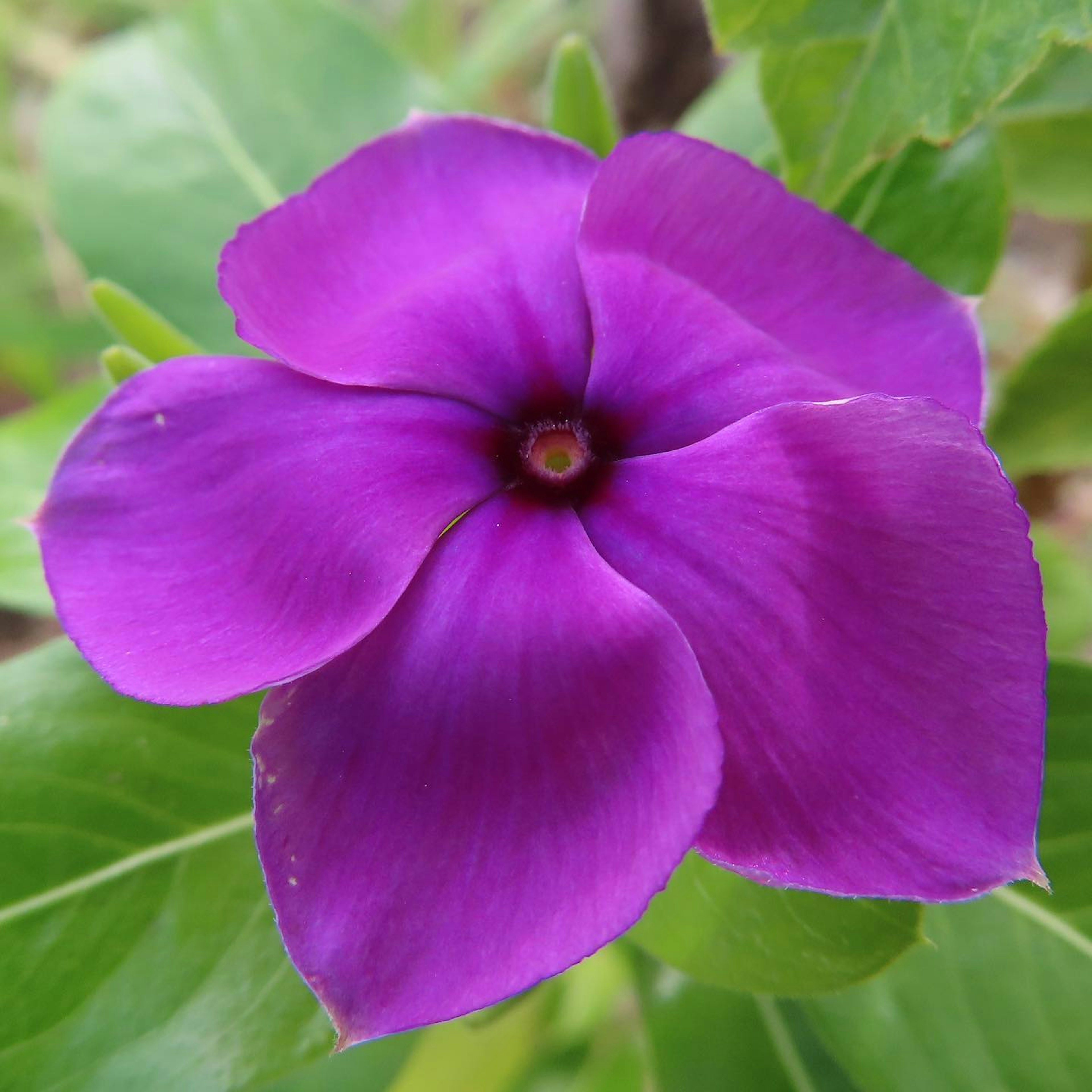 Fleur violette vibrante avec des feuilles vertes