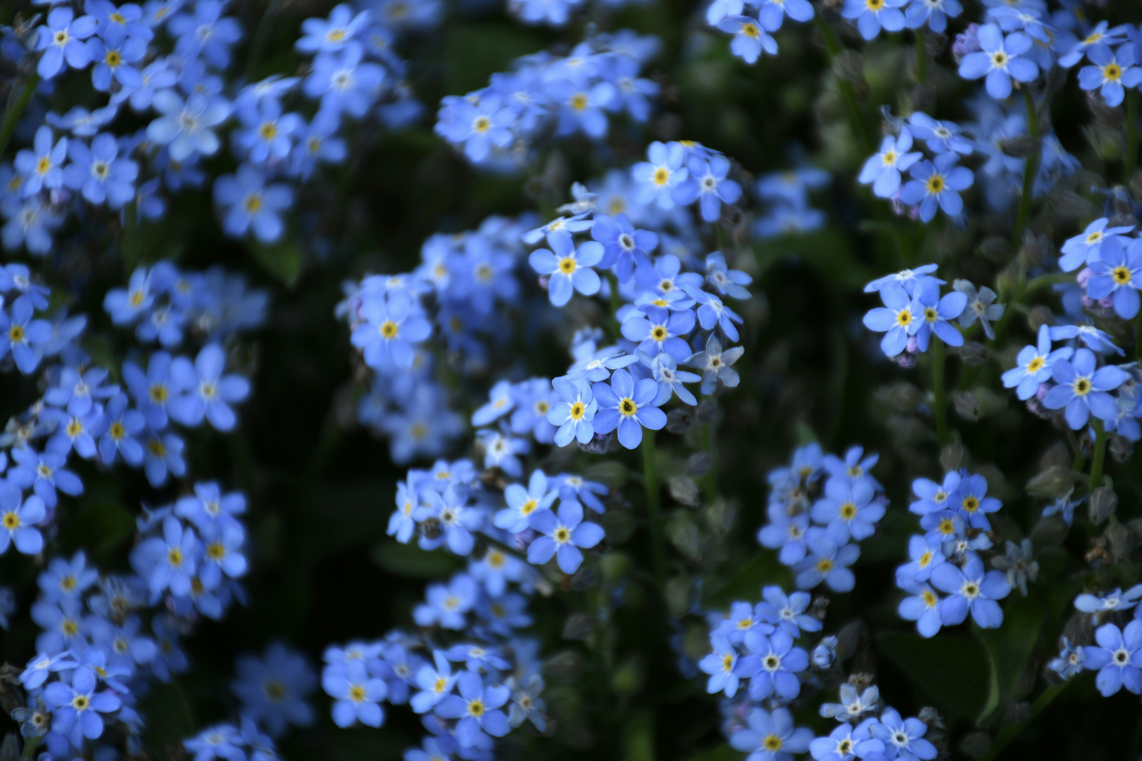 Campo di piccoli fiori blu con centri gialli