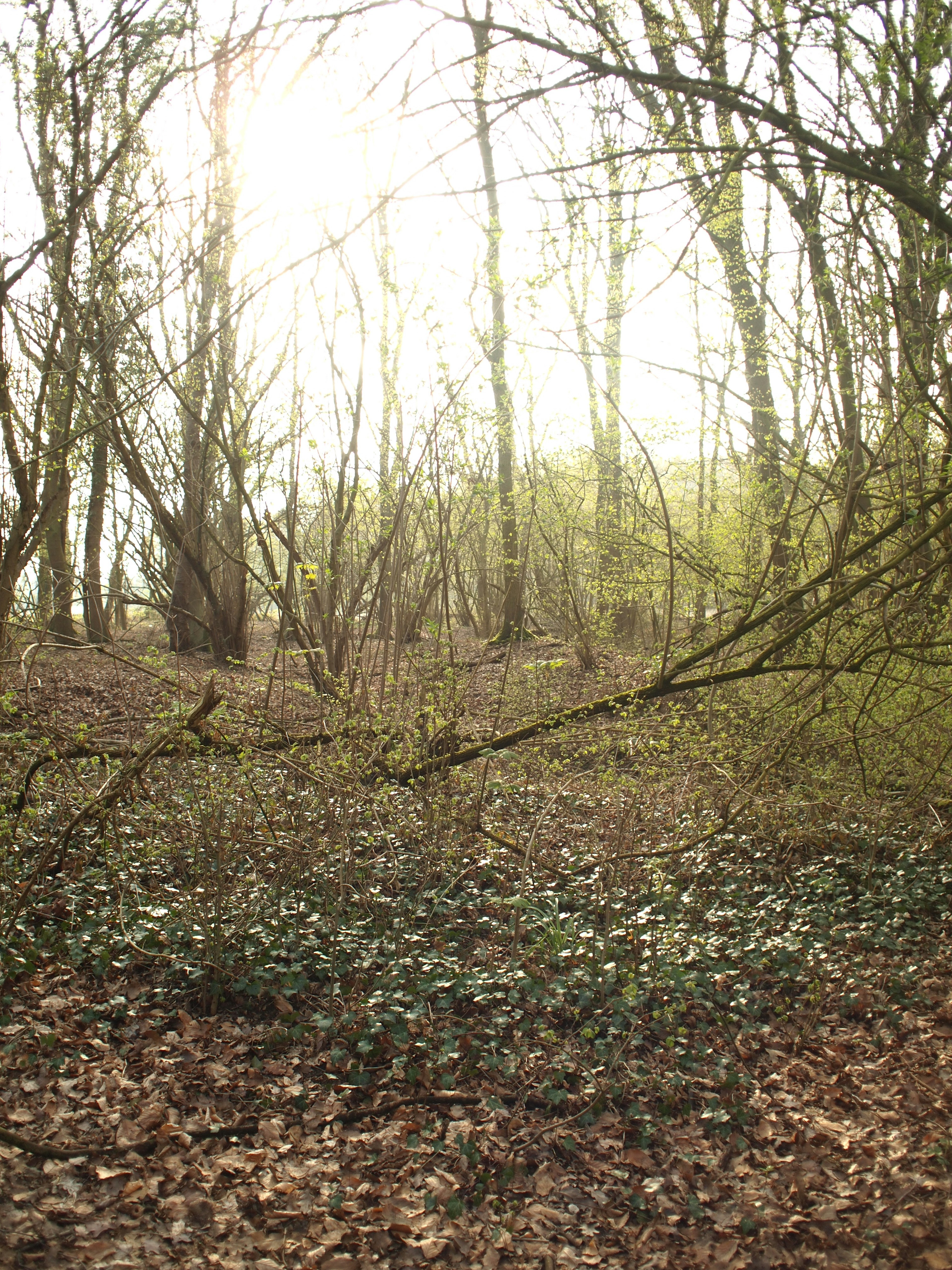 Paesaggio forestale in luce soffusa Luce solare che filtra tra gli alberi con fogliame verde