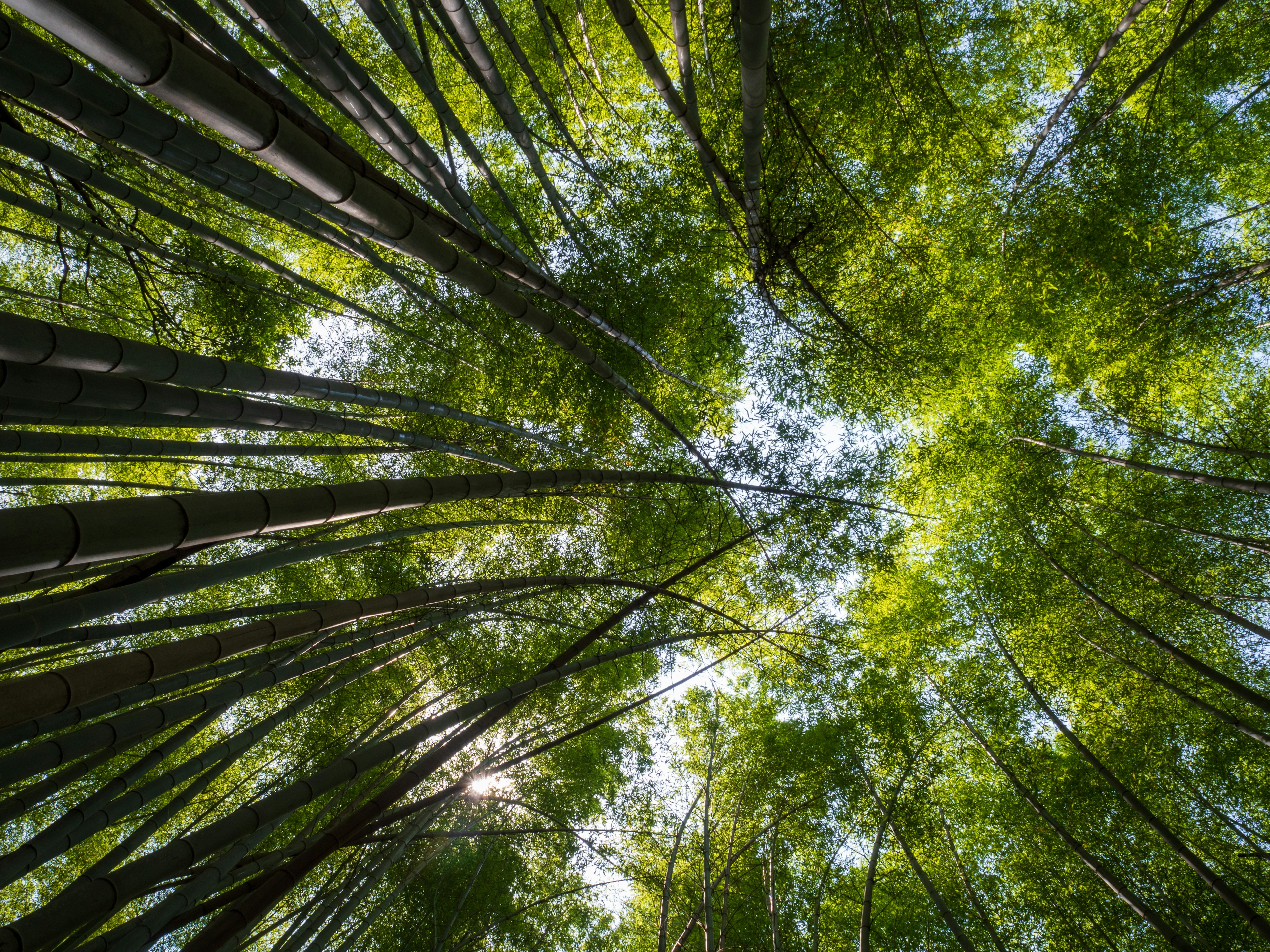 Vue vers le haut d'une forêt de bambous feuilles vertes s'étendant avec la lumière qui filtre