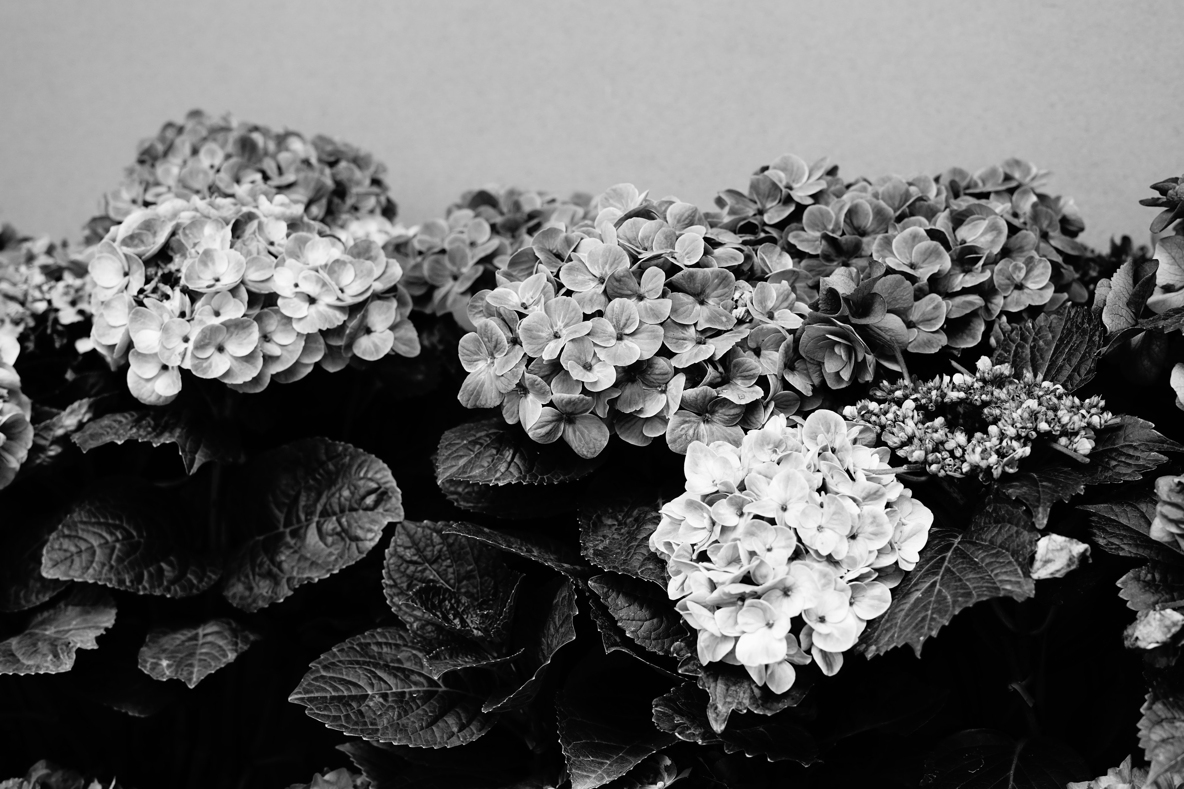 Image en noir et blanc de fleurs d'hortensia avec des feuilles vertes et des couleurs douces