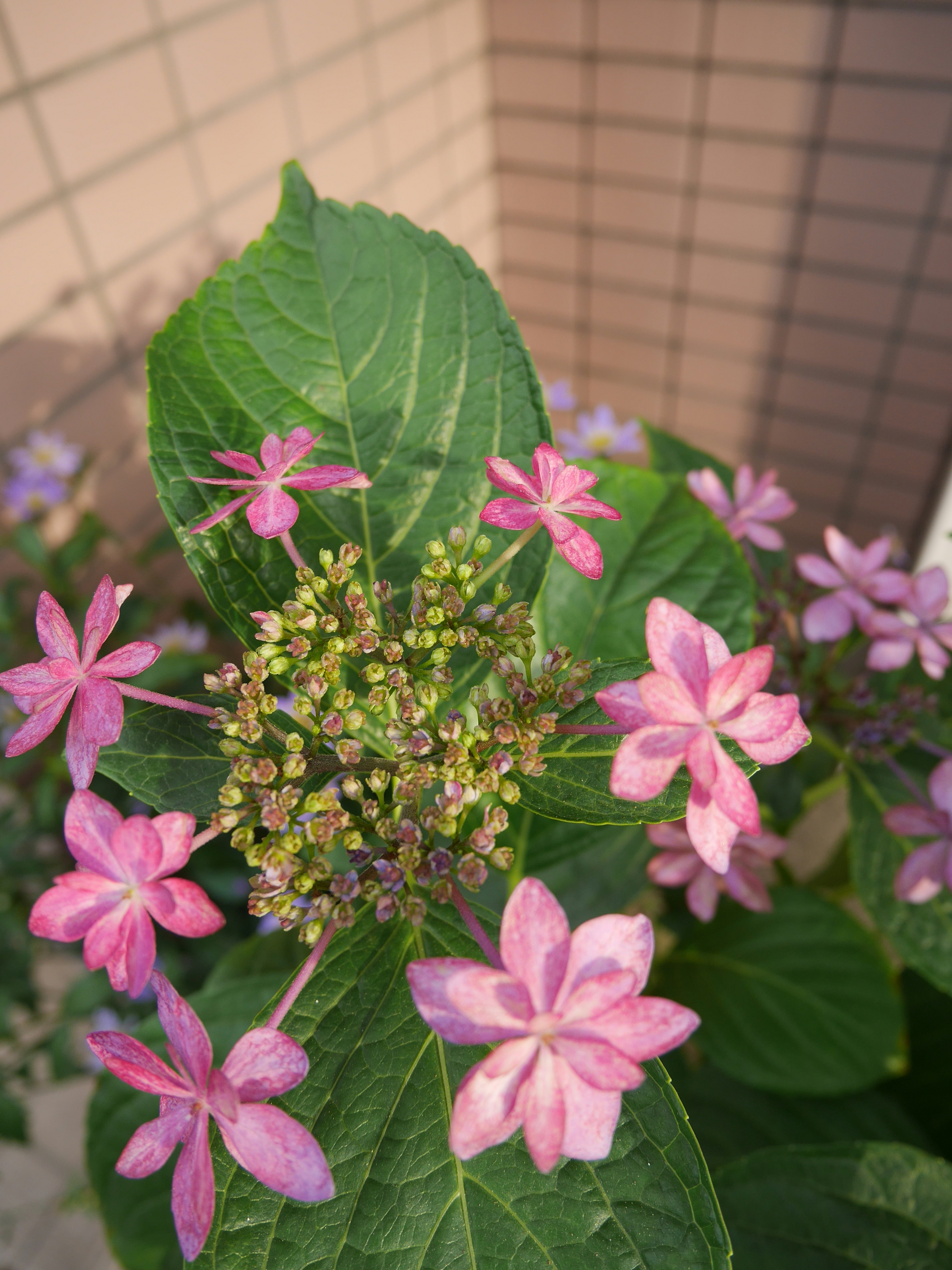 紫色の花と緑の葉を持つ植物のクローズアップ