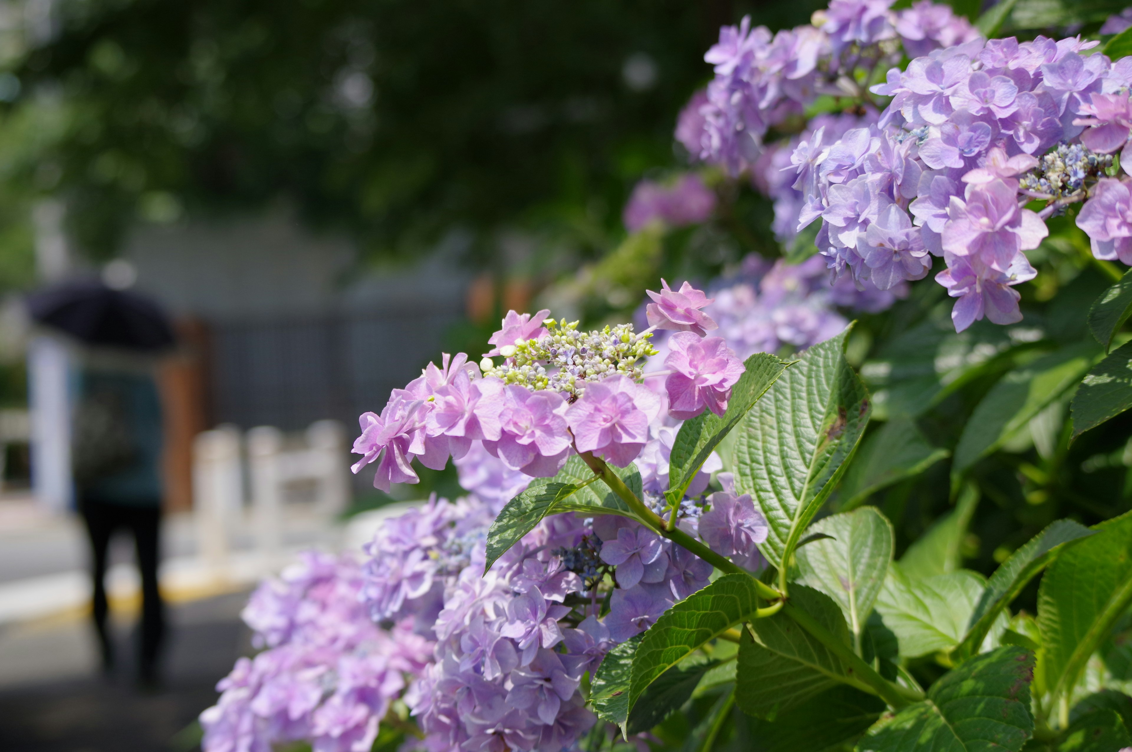 Flores de hortensia en flor moradas con una persona caminando al fondo